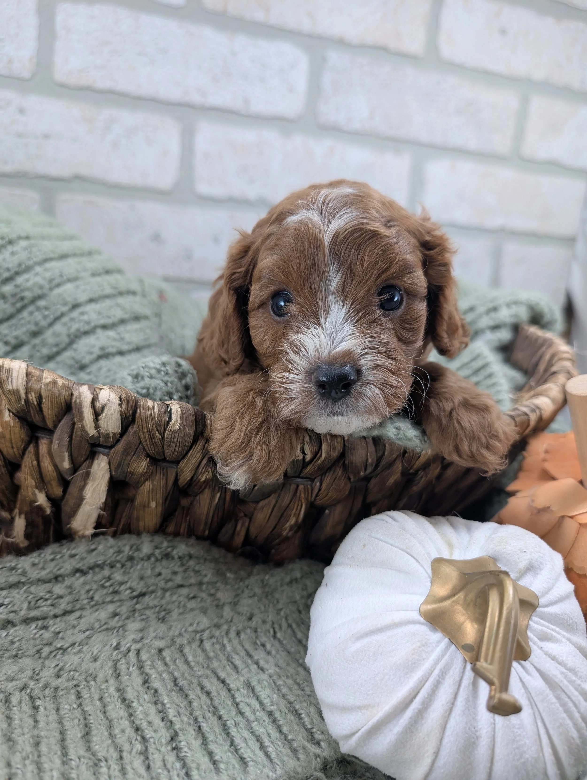 Hazel and Bentley December 2026