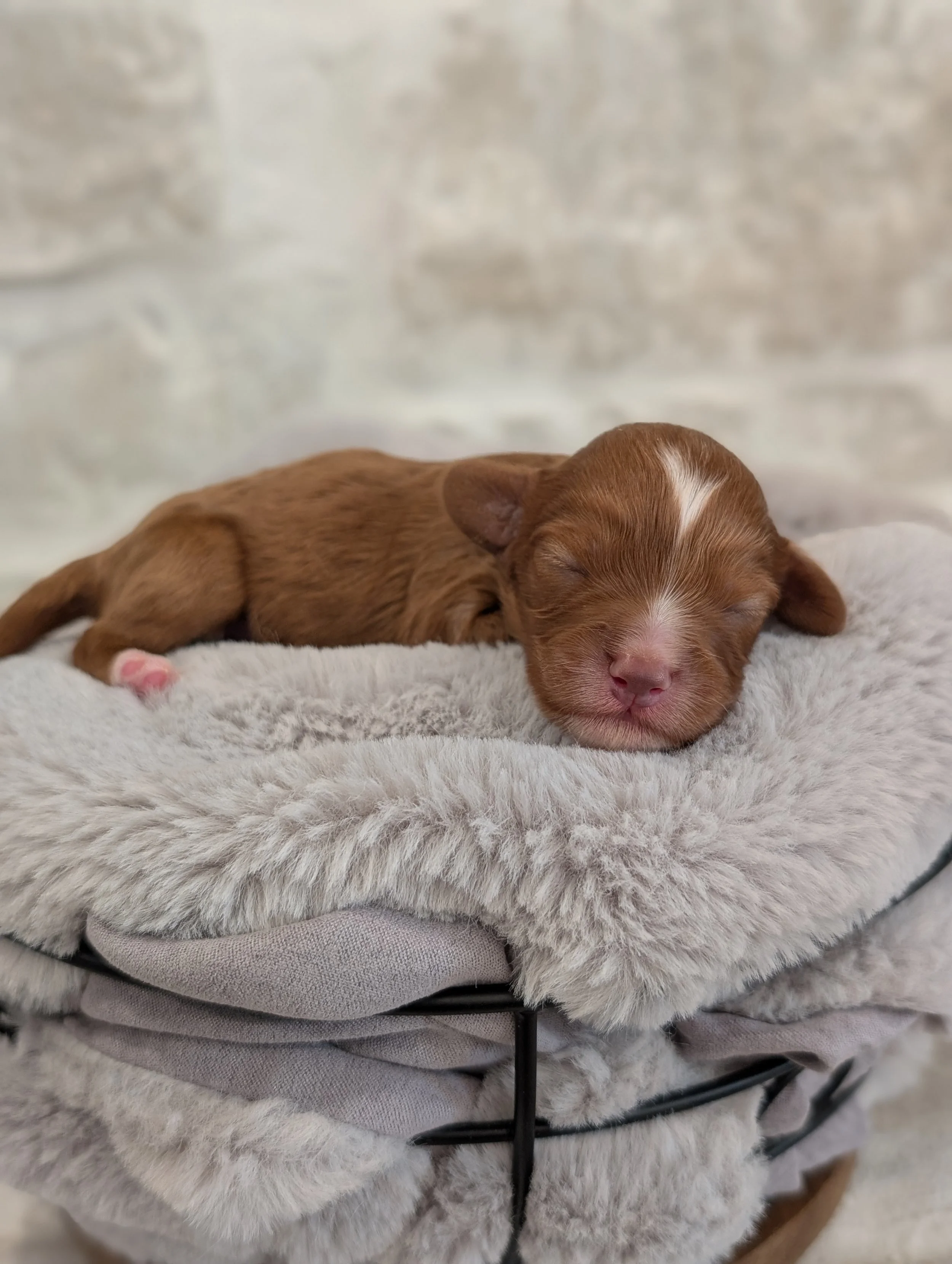 Fiona’s September 2026 Litter