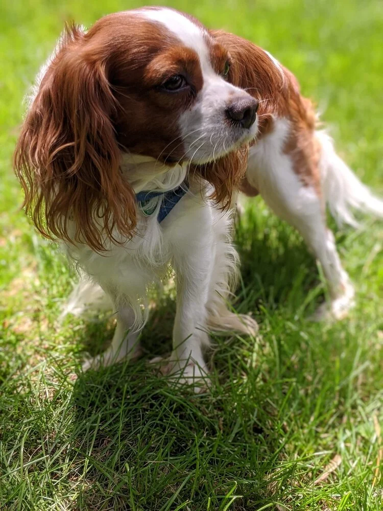 Illinois Cavapoos - Gardner Lane Puppies - Deuce More Info Illinois ...