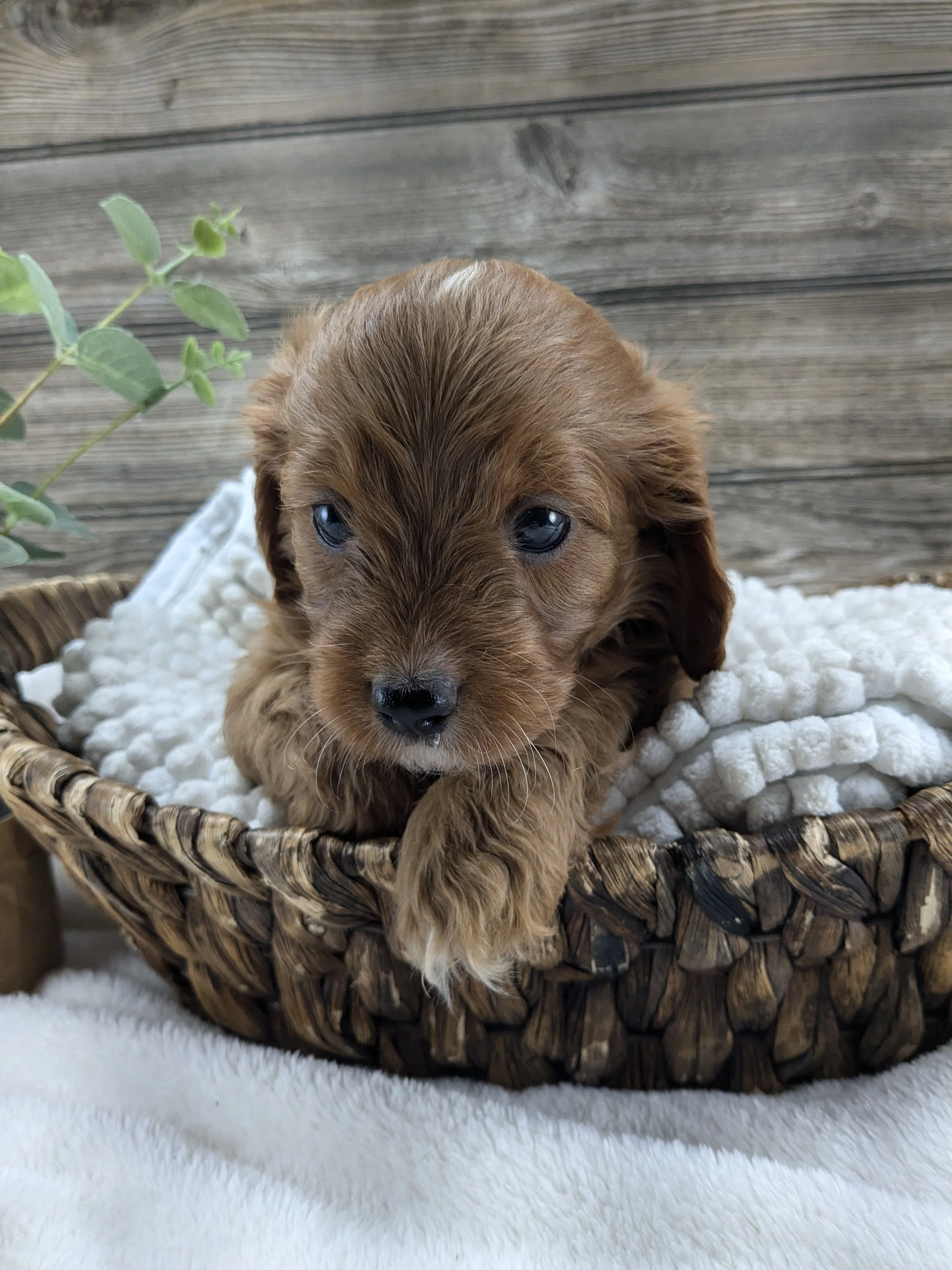 Gardner Lane Puppies - Available Puppies Illinois Cavapoos - Red ...