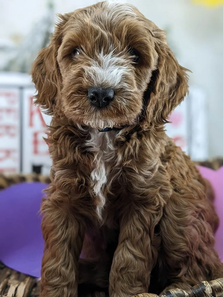 Puppy Adoption Fee Information — Illinois Cavapoos - Gardner Lane ...