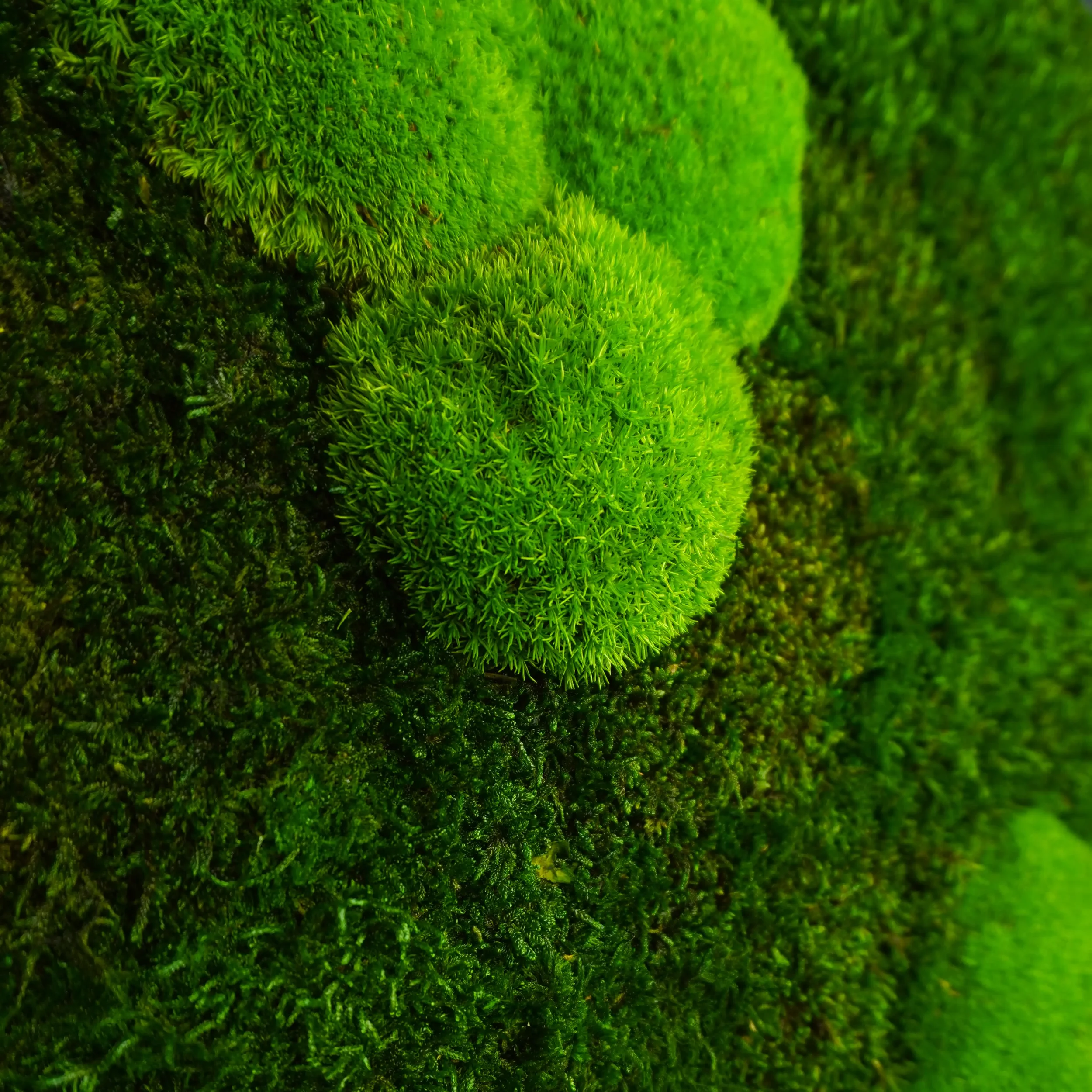 moospanel-calm-detailansicht.webp