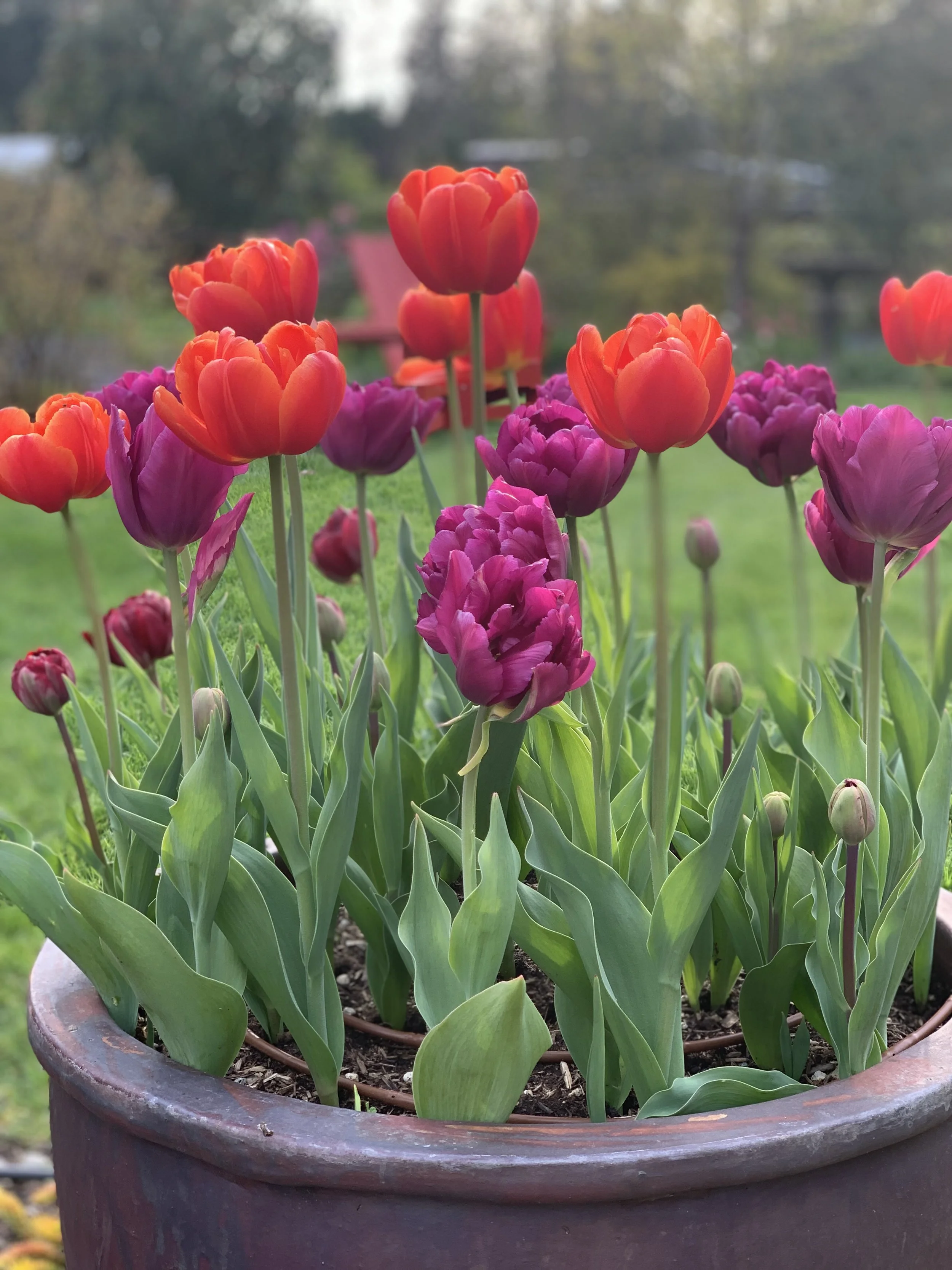Seasonal planting and containers garden service in Cowichan Valley