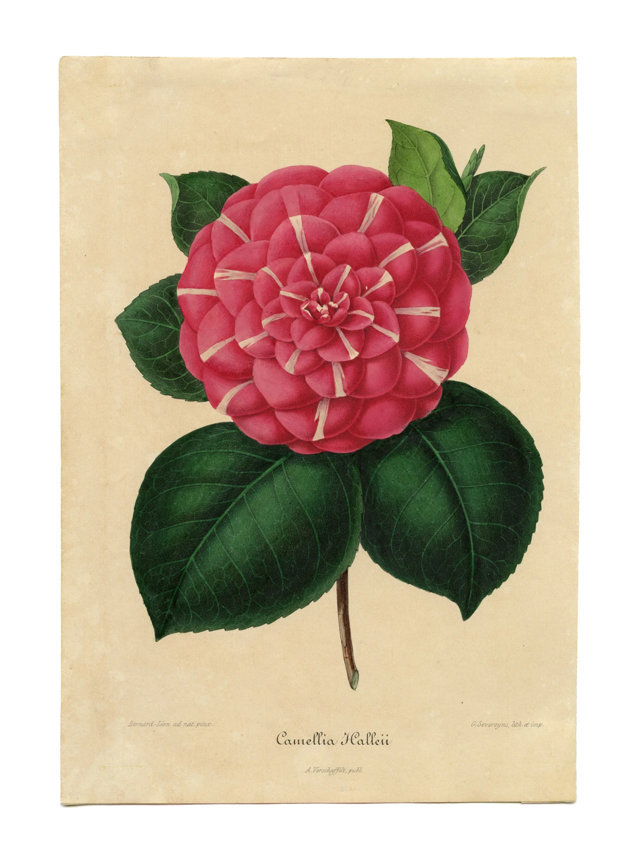 Camellia Halleii Edited.jpg