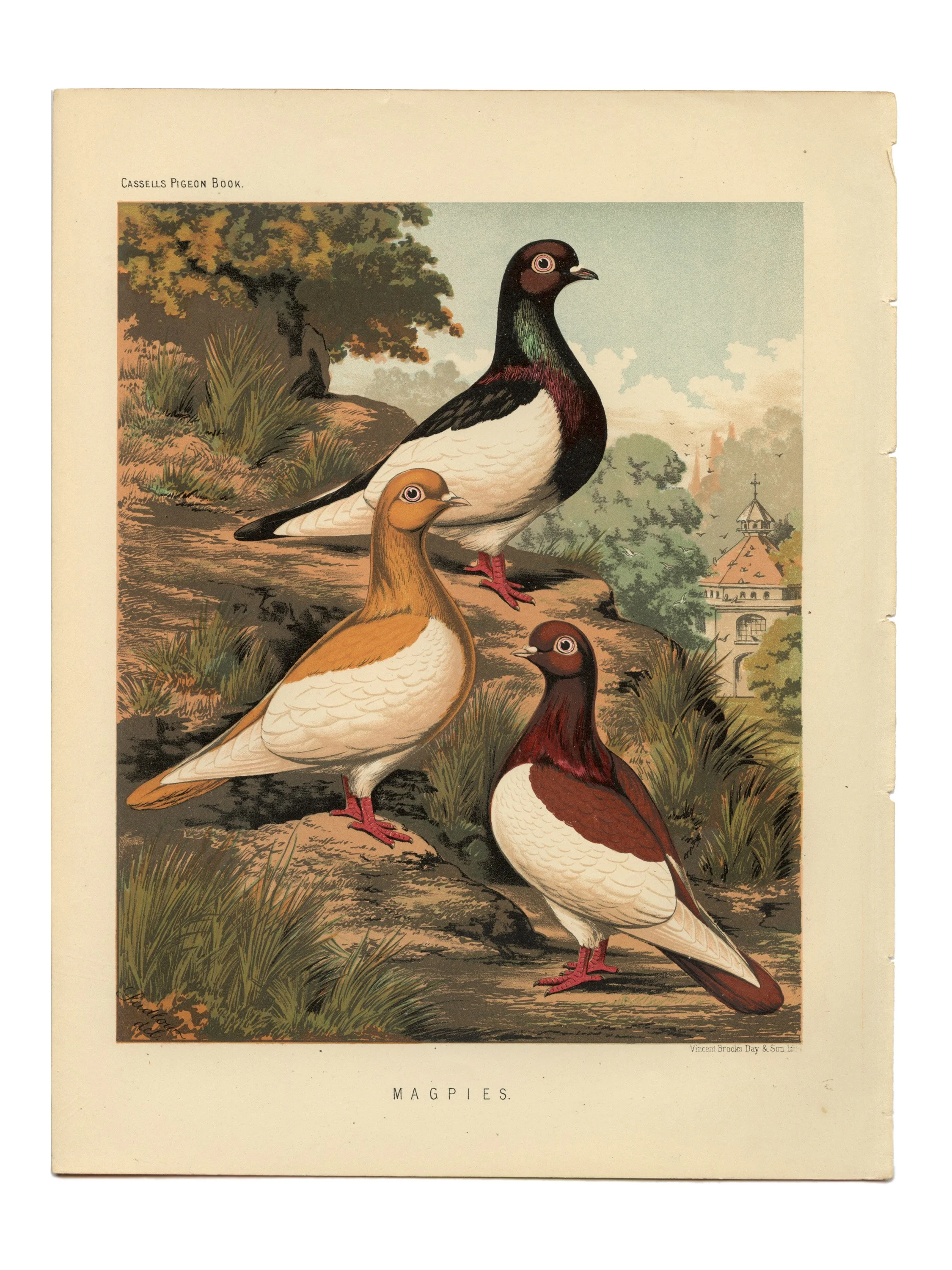 Magpies Edited.jpg
