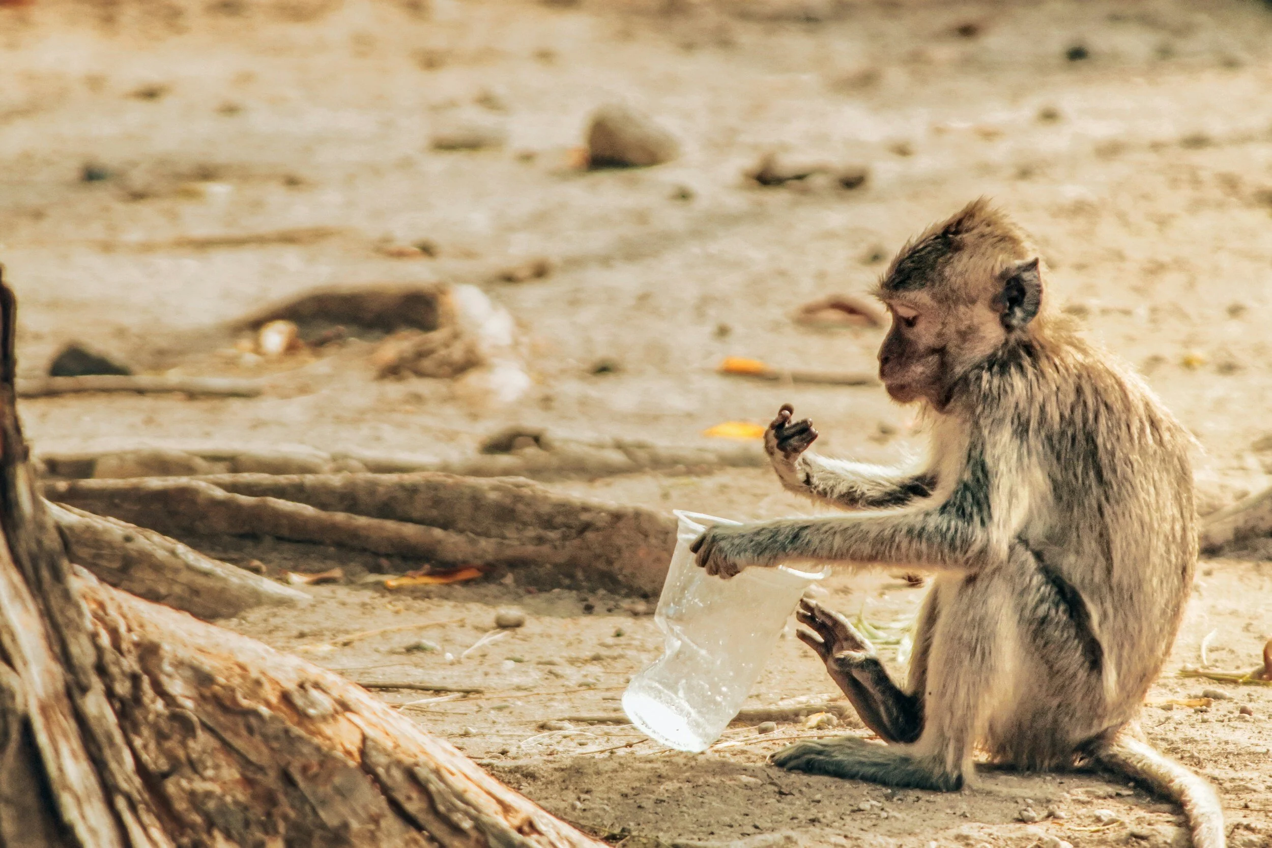 Climate Change: The Plastics Effects