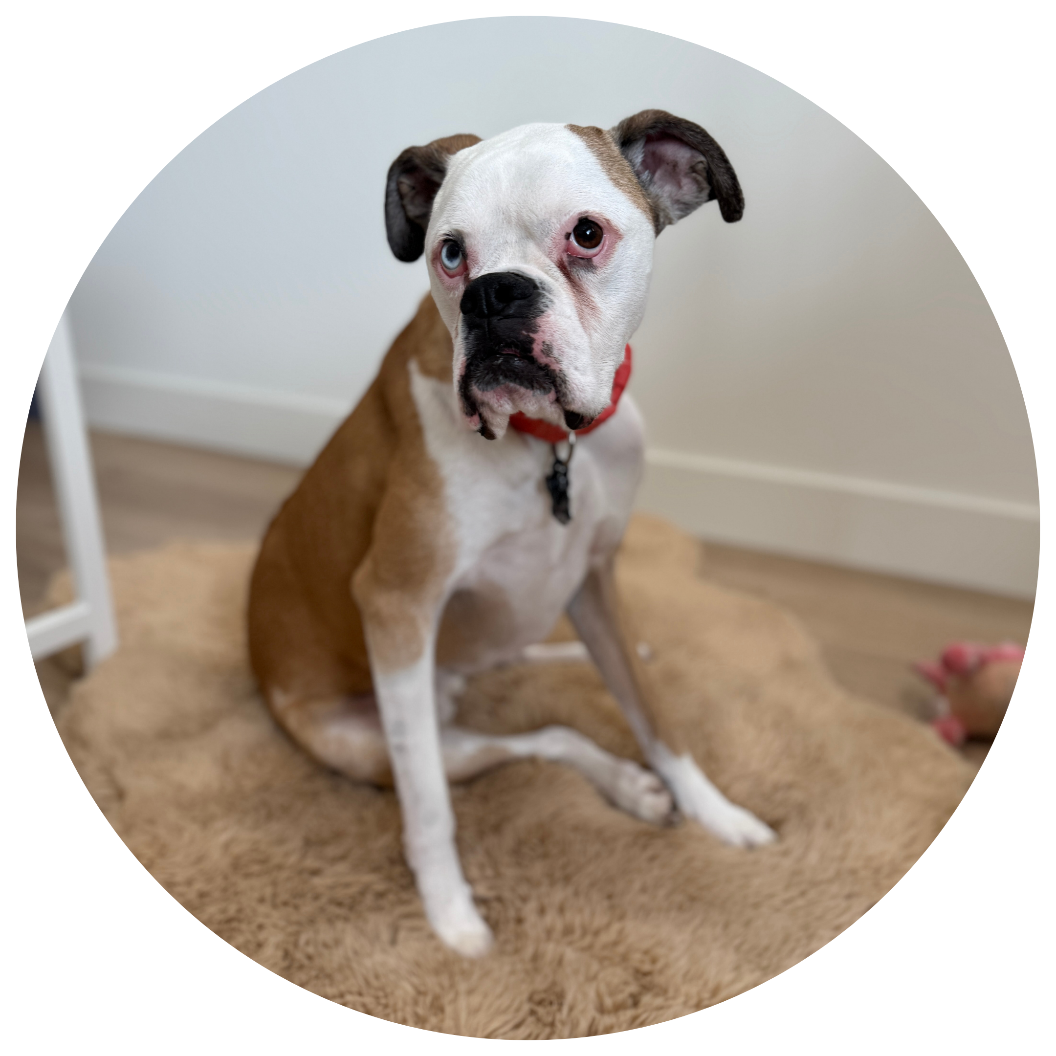 Flemming Interiors office dog Emery