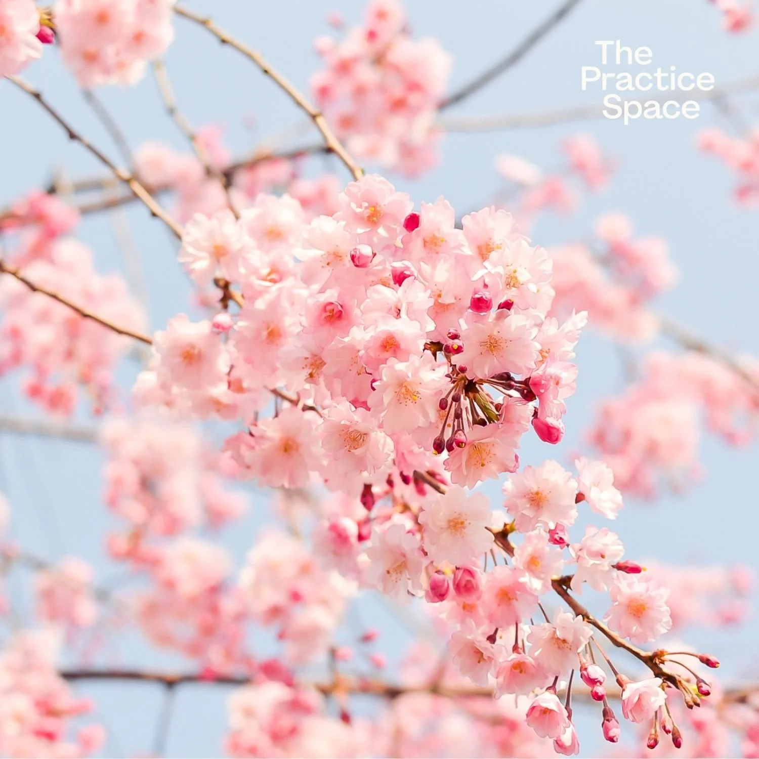 Spring Equinox 2026: Illuminating the Darkness