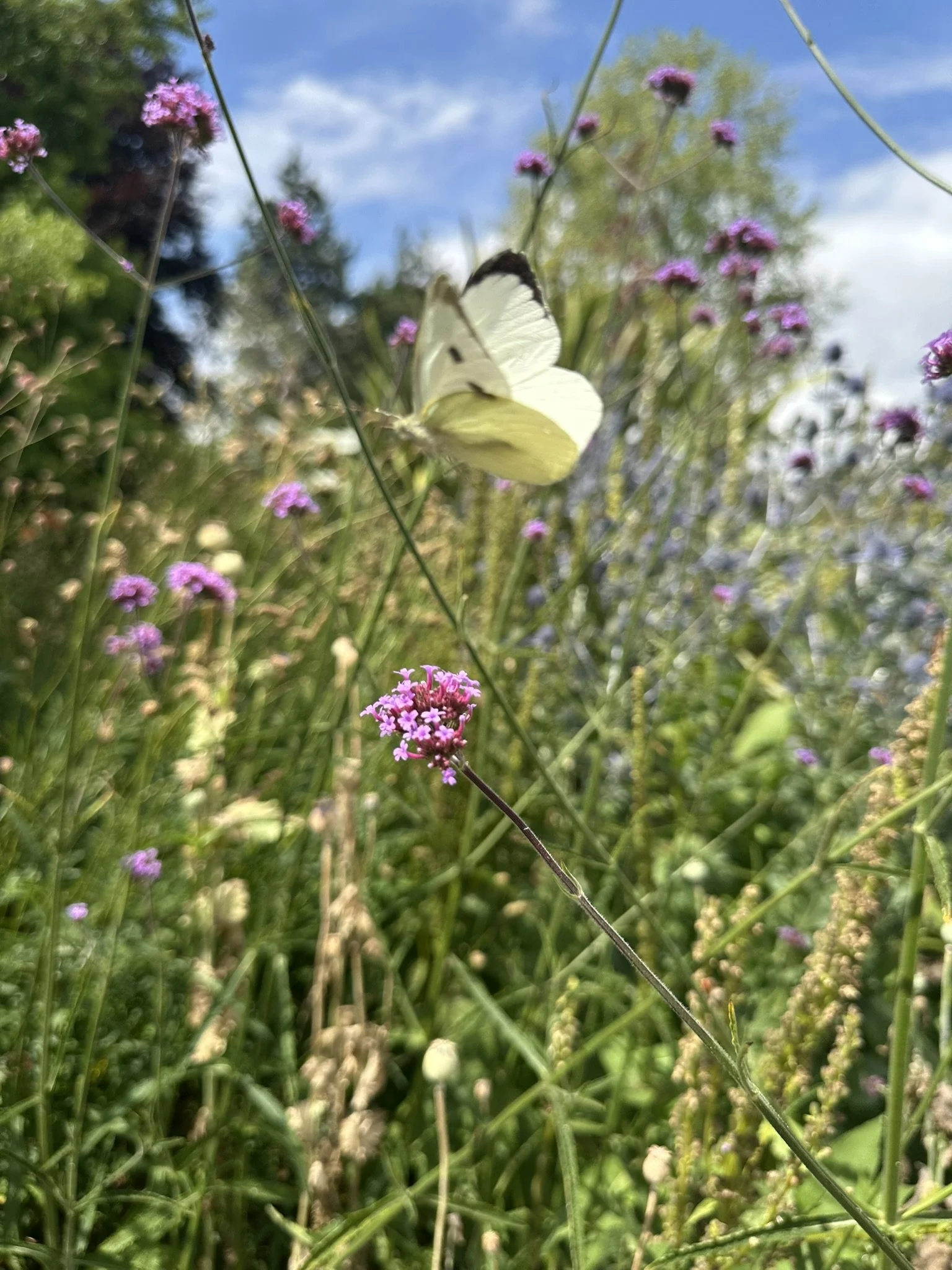 IMG_8735.JPEG
