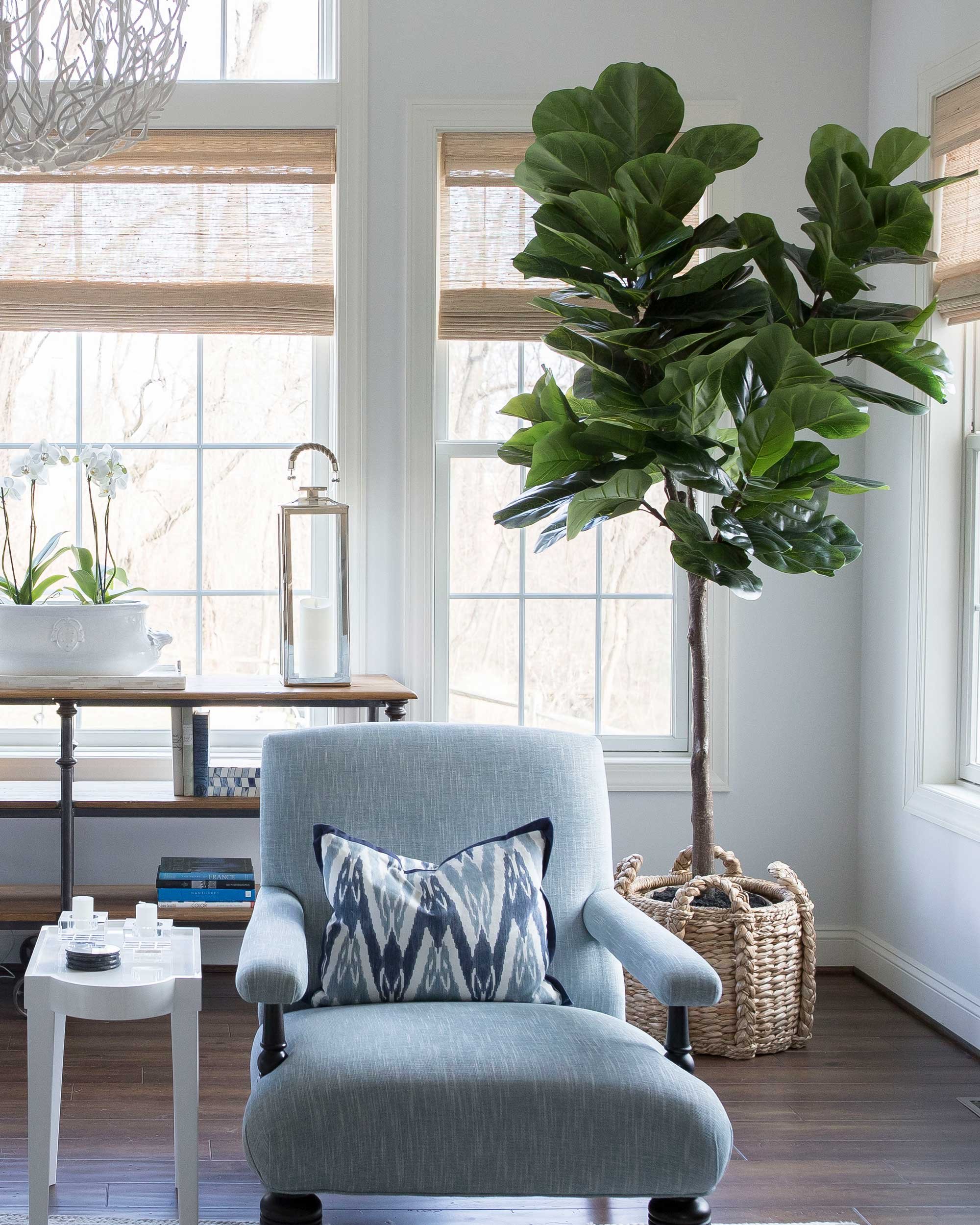 penske-wayne-blue-chair-and-fig-tree.jpg