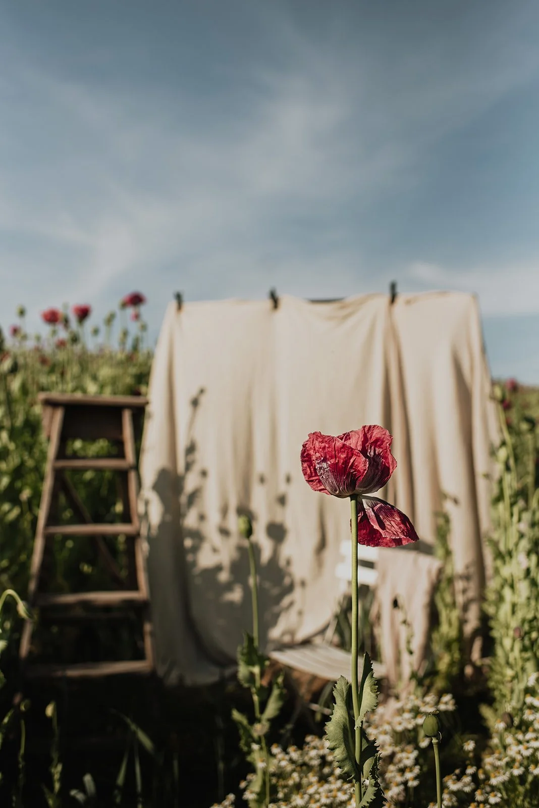 botanique-shrewsbury-poppy-field-ruth-yardy-brand-photography_006.jpg