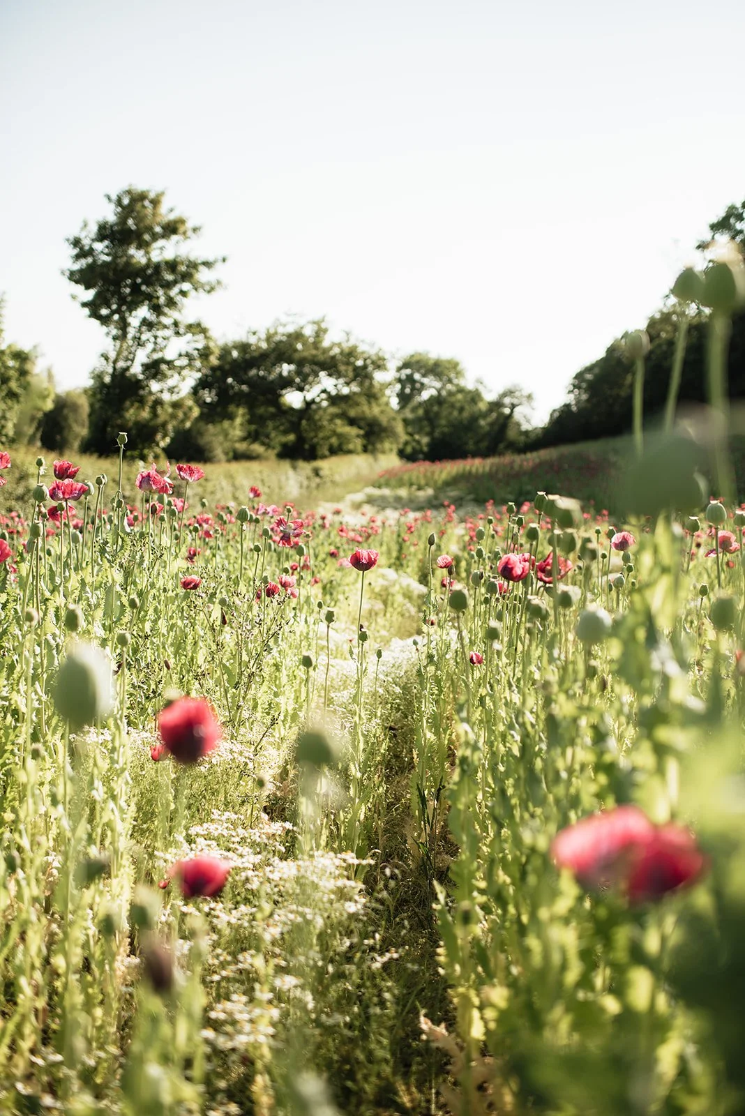 botanique-shrewsbury-poppy-field-ruth-yardy-brand-photography_003.jpg
