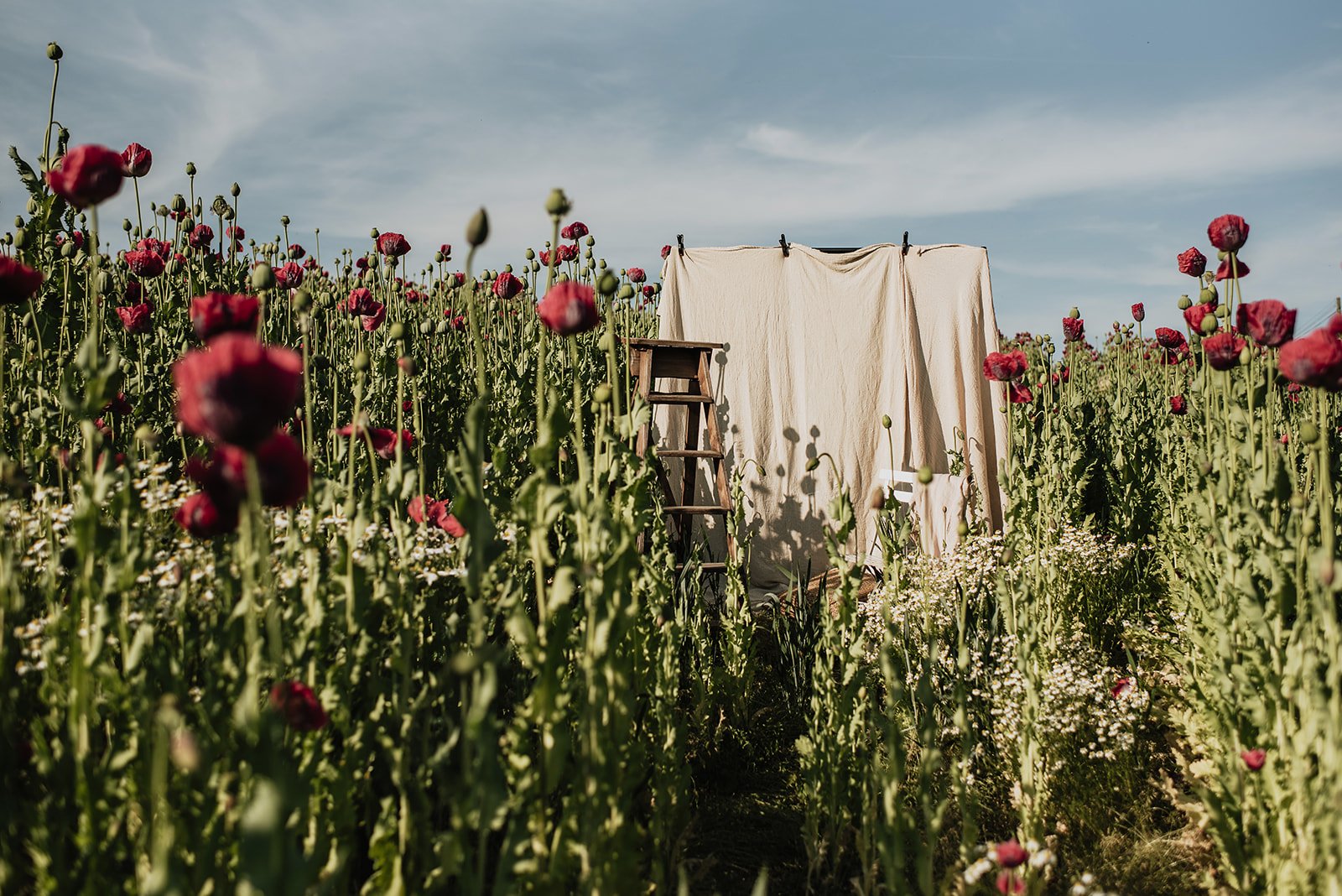 Photography-backdrop-set-up-in-poppy-field