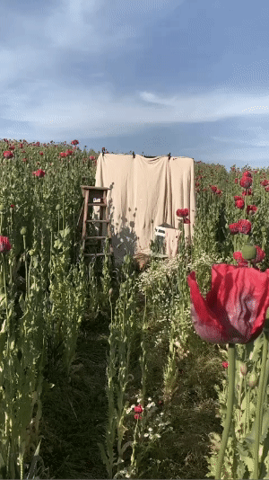 A short video of a brand photography session in the middle of a poppy field in Shropshire.