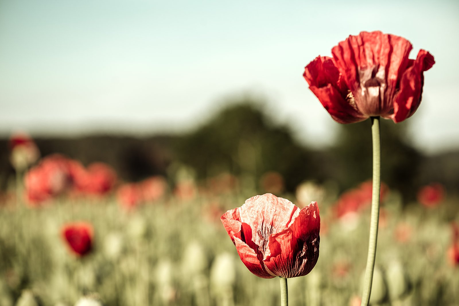 botanique-shrewsbury-poppy-field-ruth-yardy-brand-photography_053.jpg