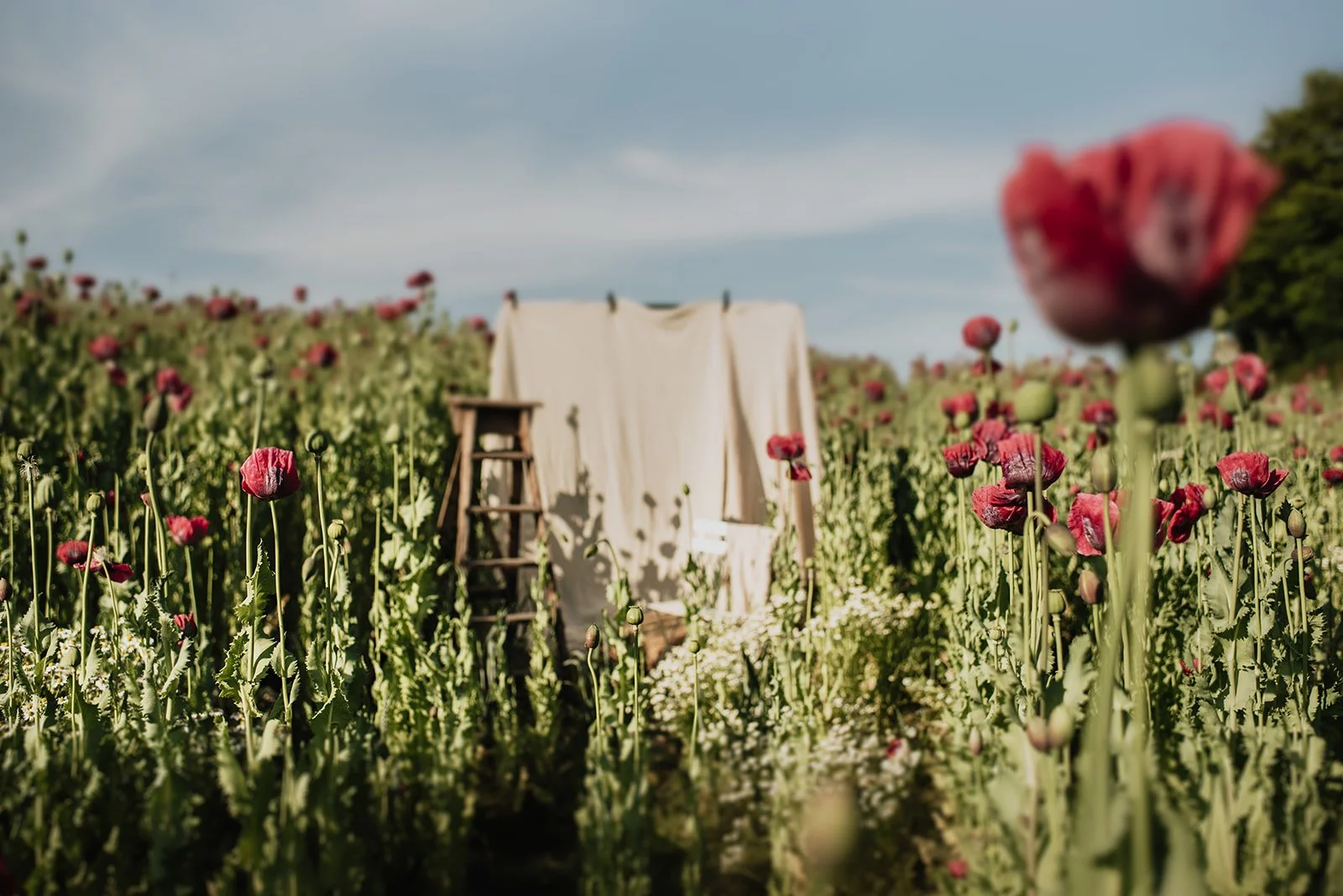 botanique-shrewsbury-poppy-field-ruth-yardy-brand-photography_004.jpg
