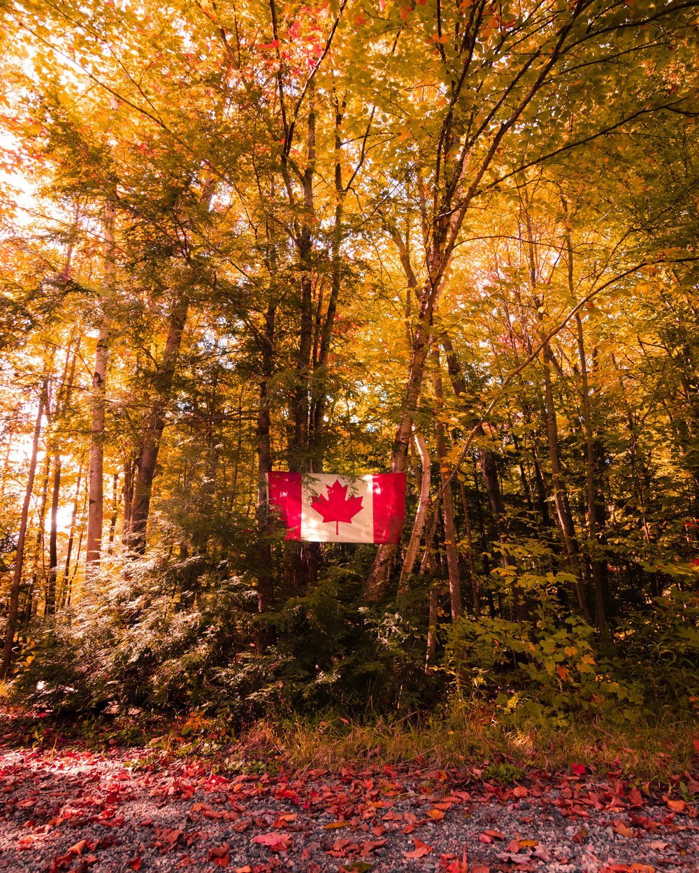 canadian autumn.jpeg