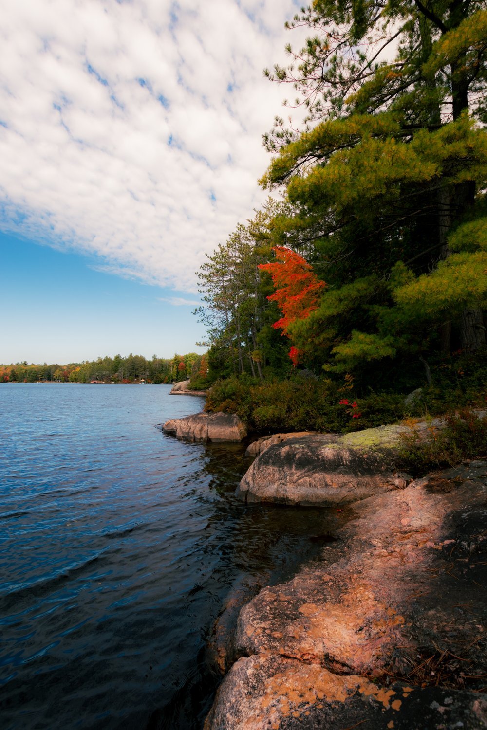 muskoka shoreline.jpeg