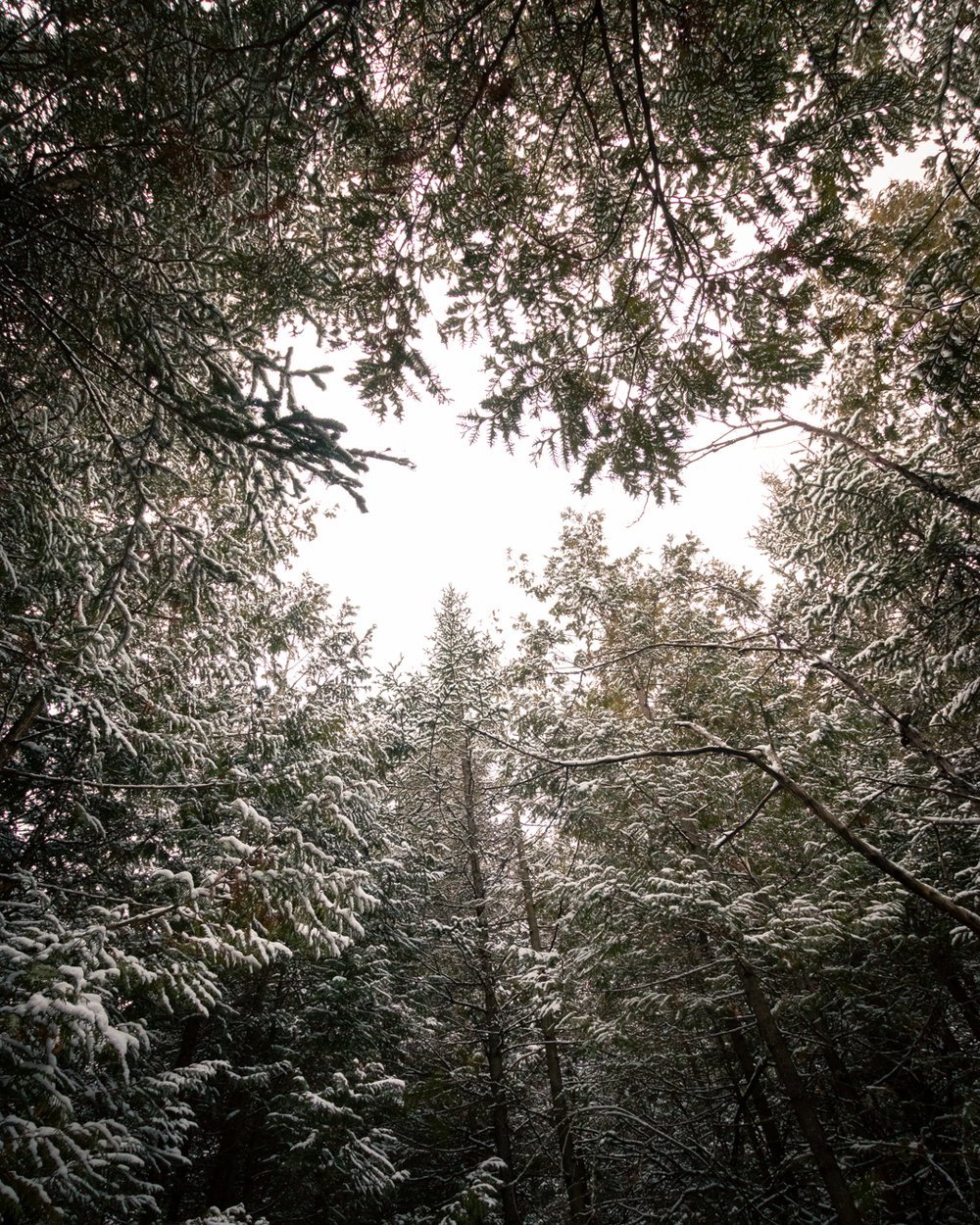 winter within forest.jpeg