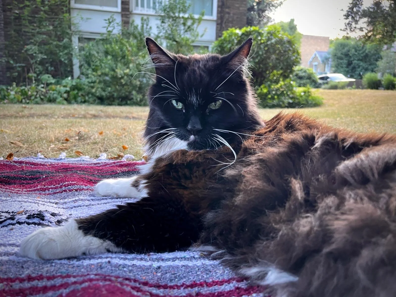 cat on blanket outside