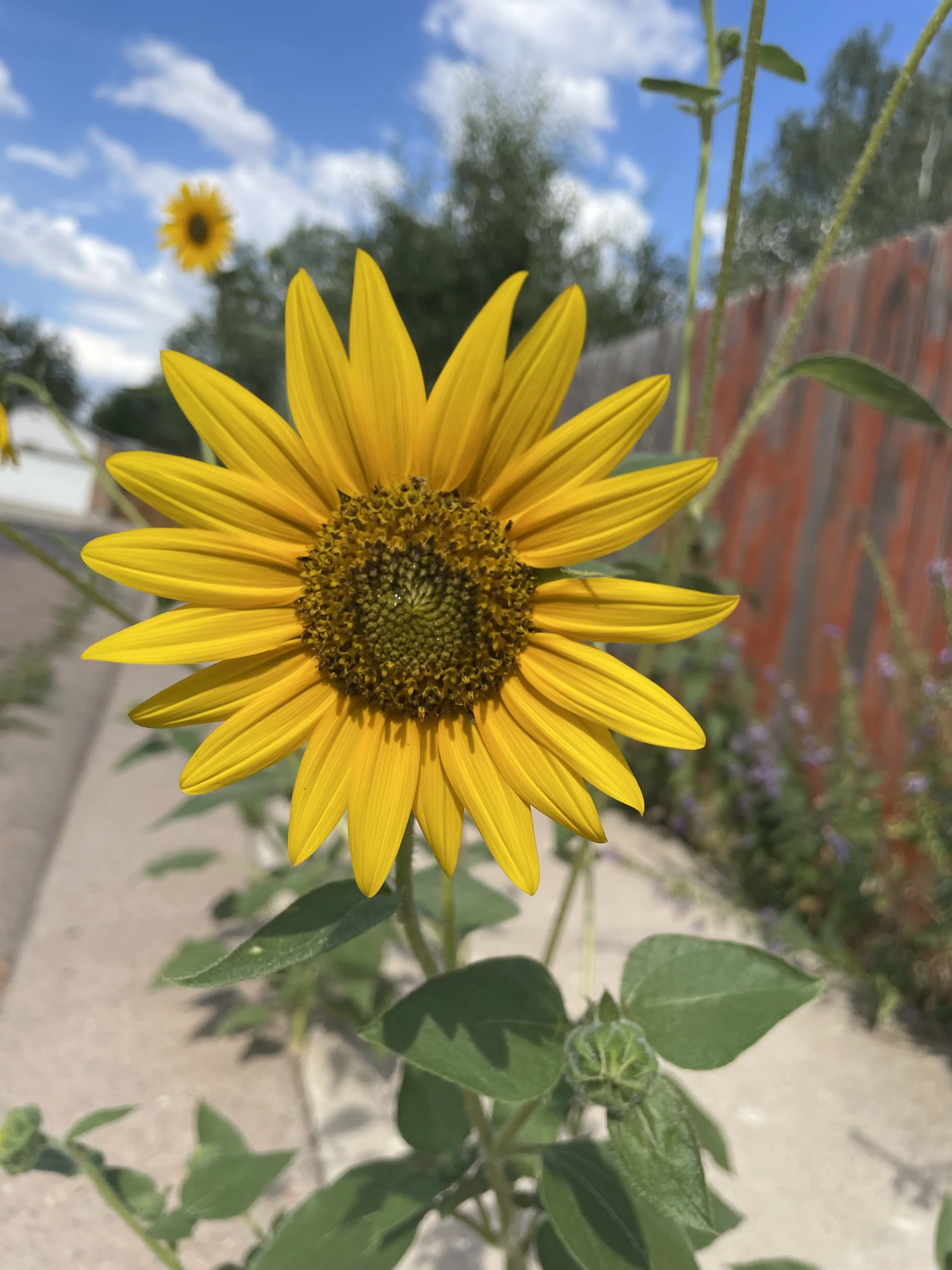 sunflower