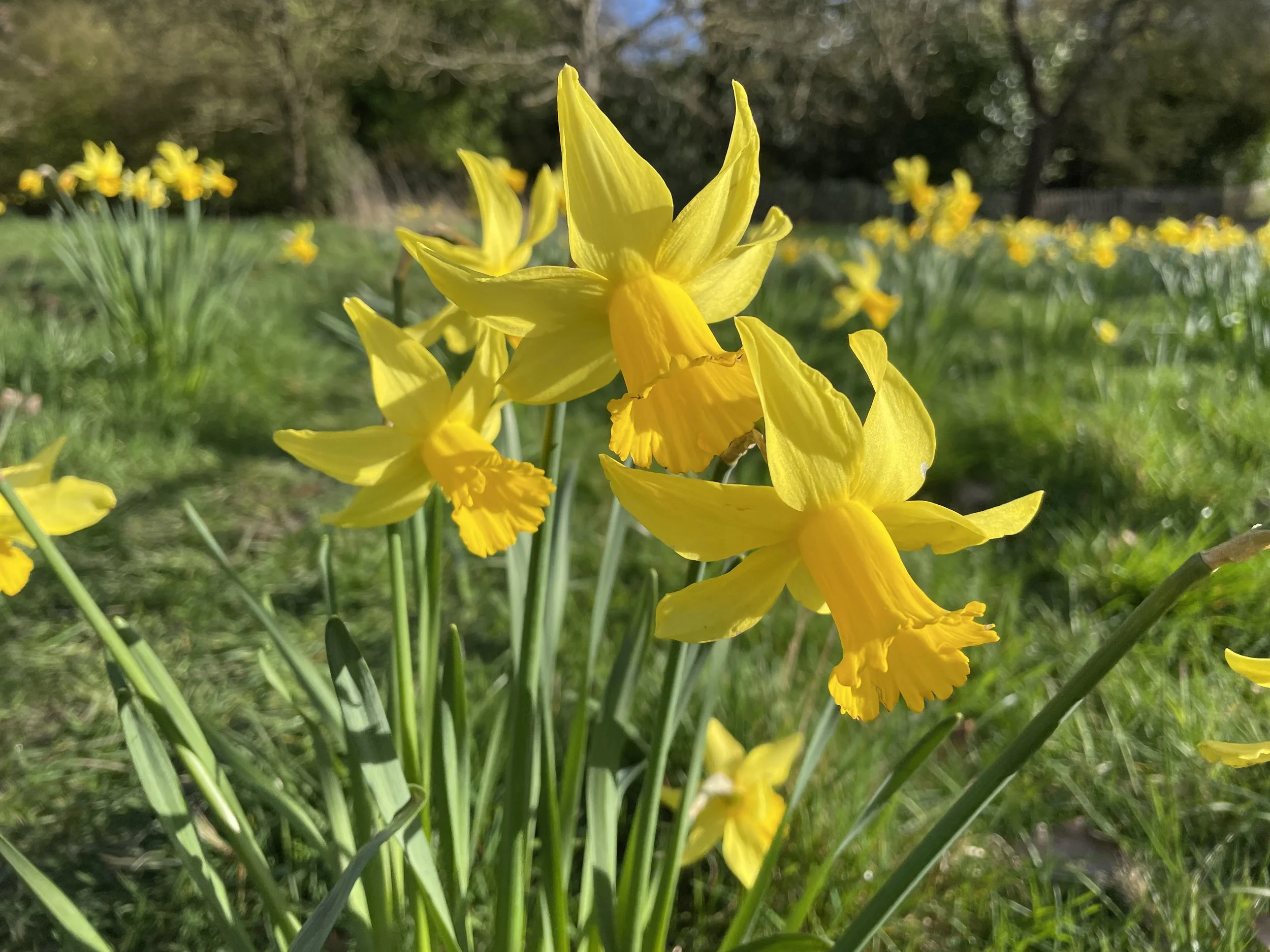 yellow daffodils in a field