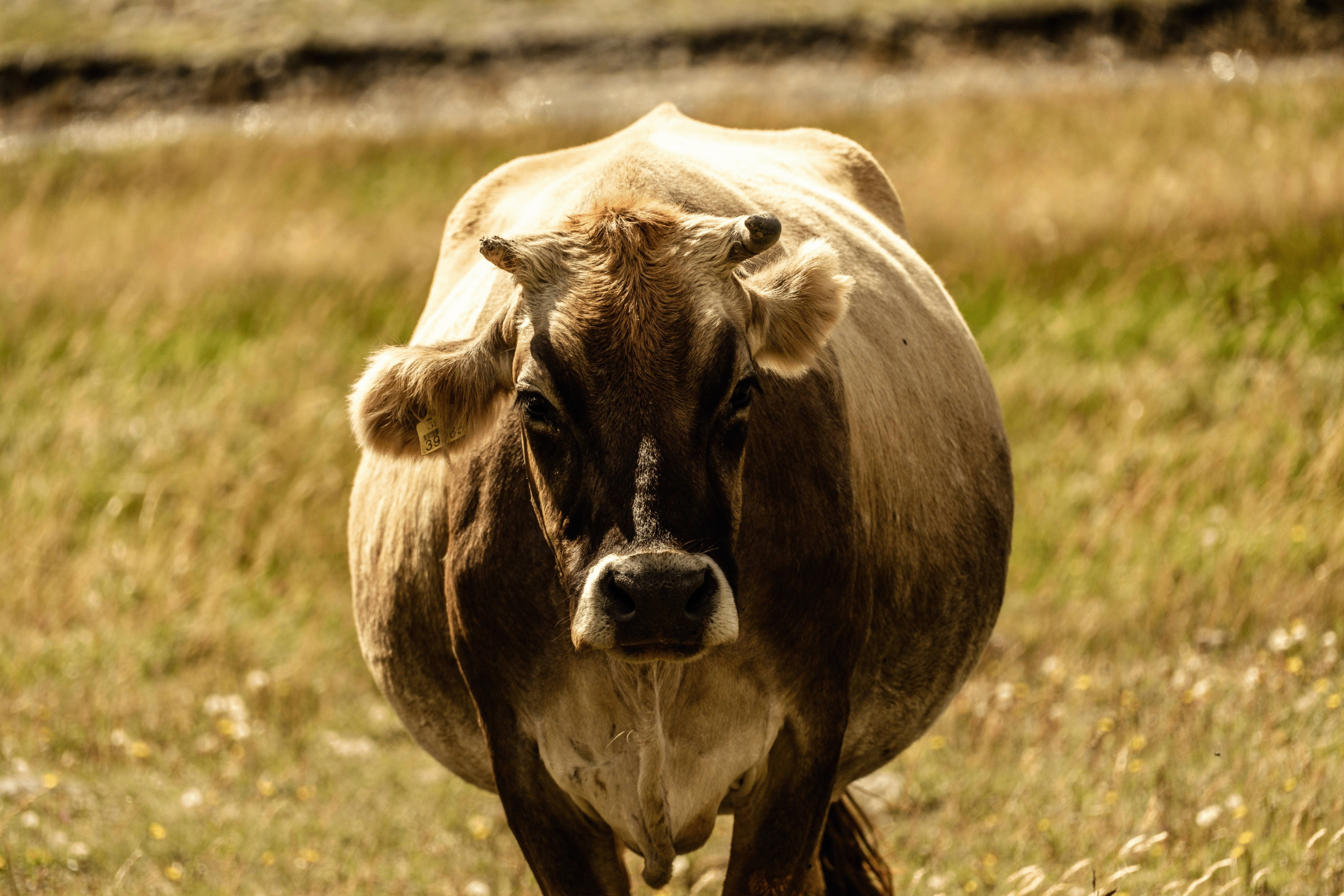 Cattle | 2026 | Truso Valley, Georgia