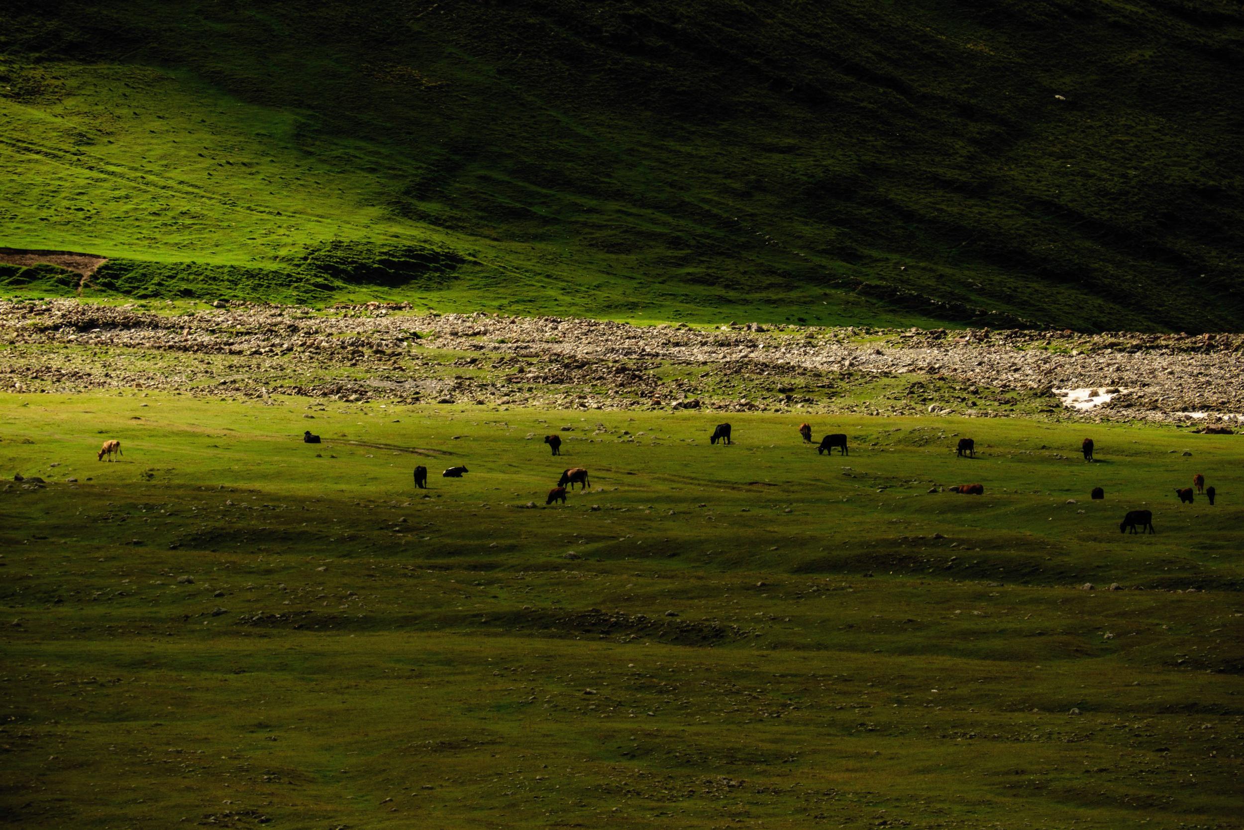 The Herd | 2026 | Truso Valley, Georgia