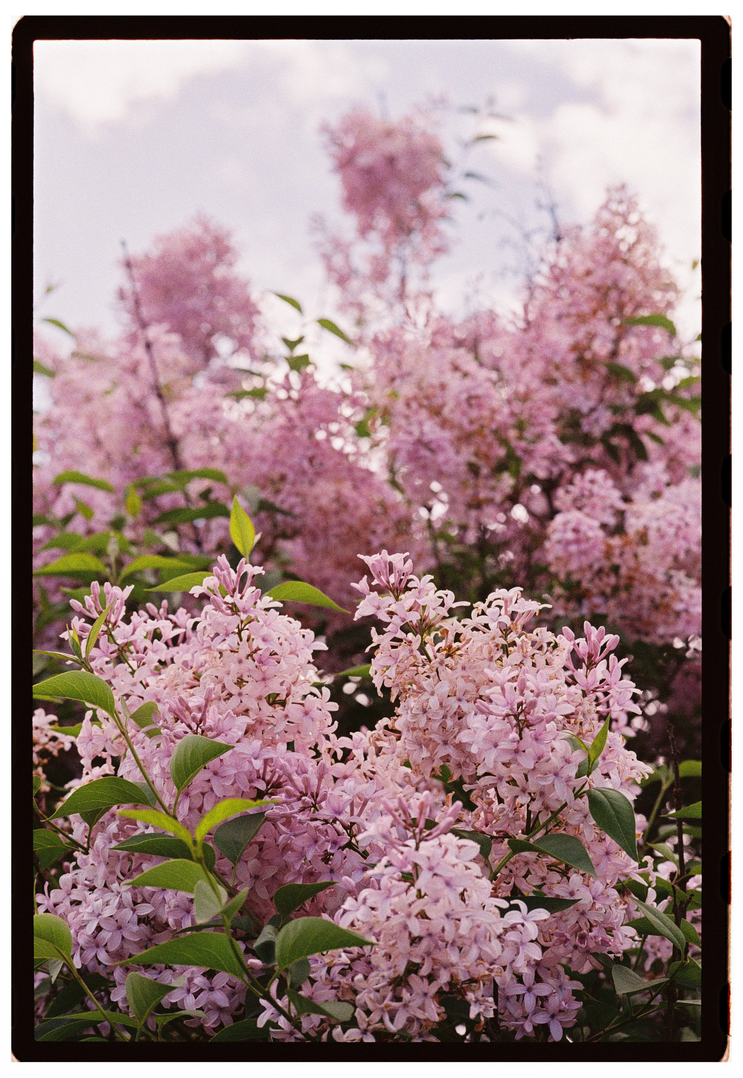Wedding details photographed on 35mm film by Ottawa analog wedding photographer