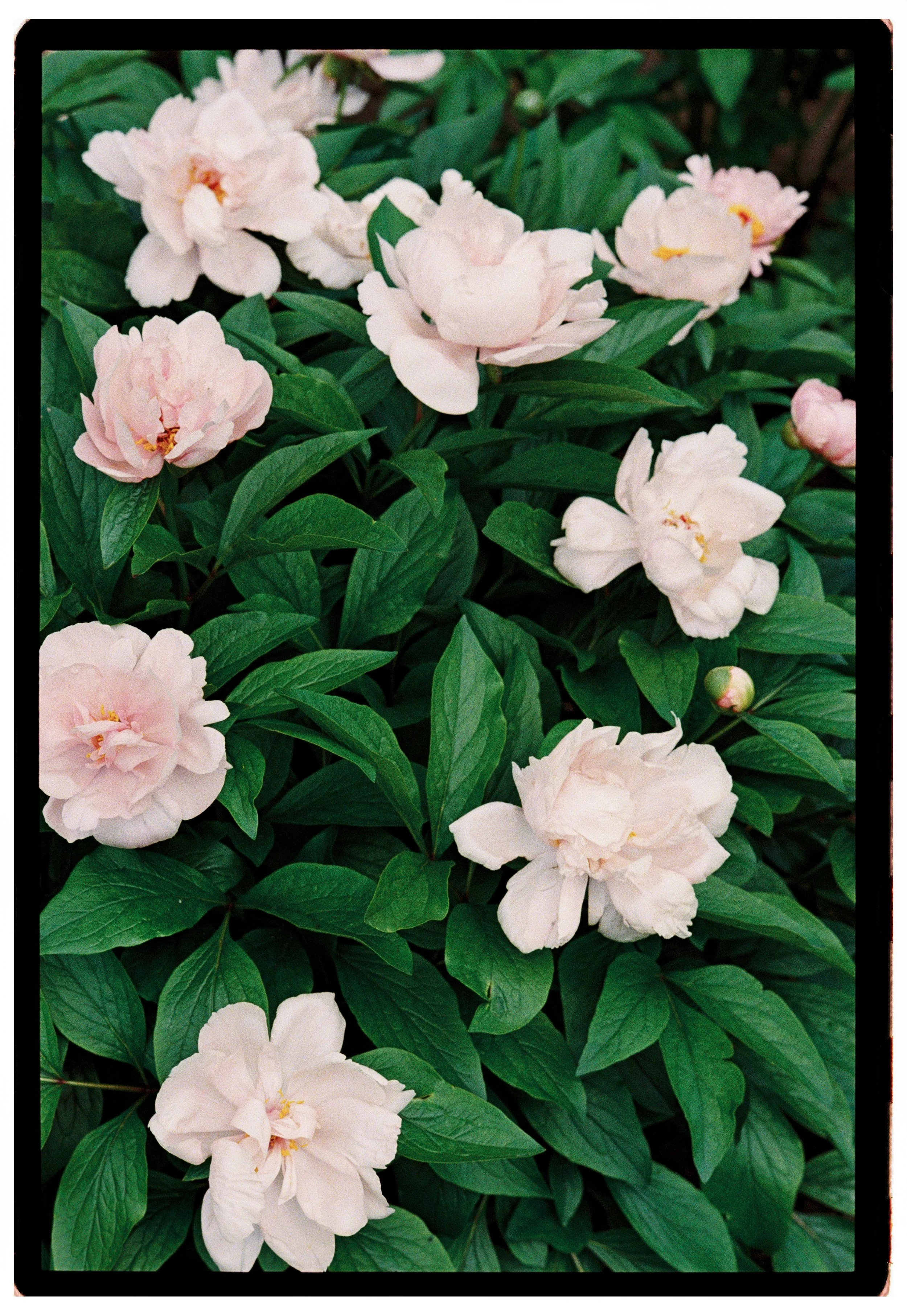 Ottawa family film photographer documenting everyday family moments on analog film