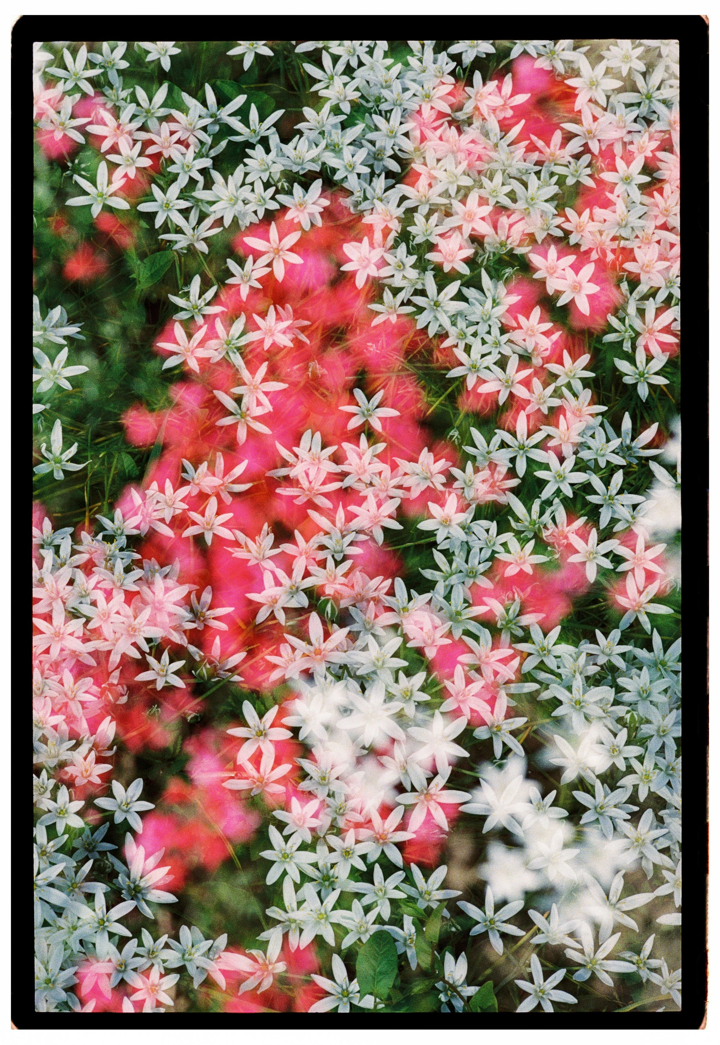 Wedding details photographed on 35mm film by Ottawa analog wedding photographer