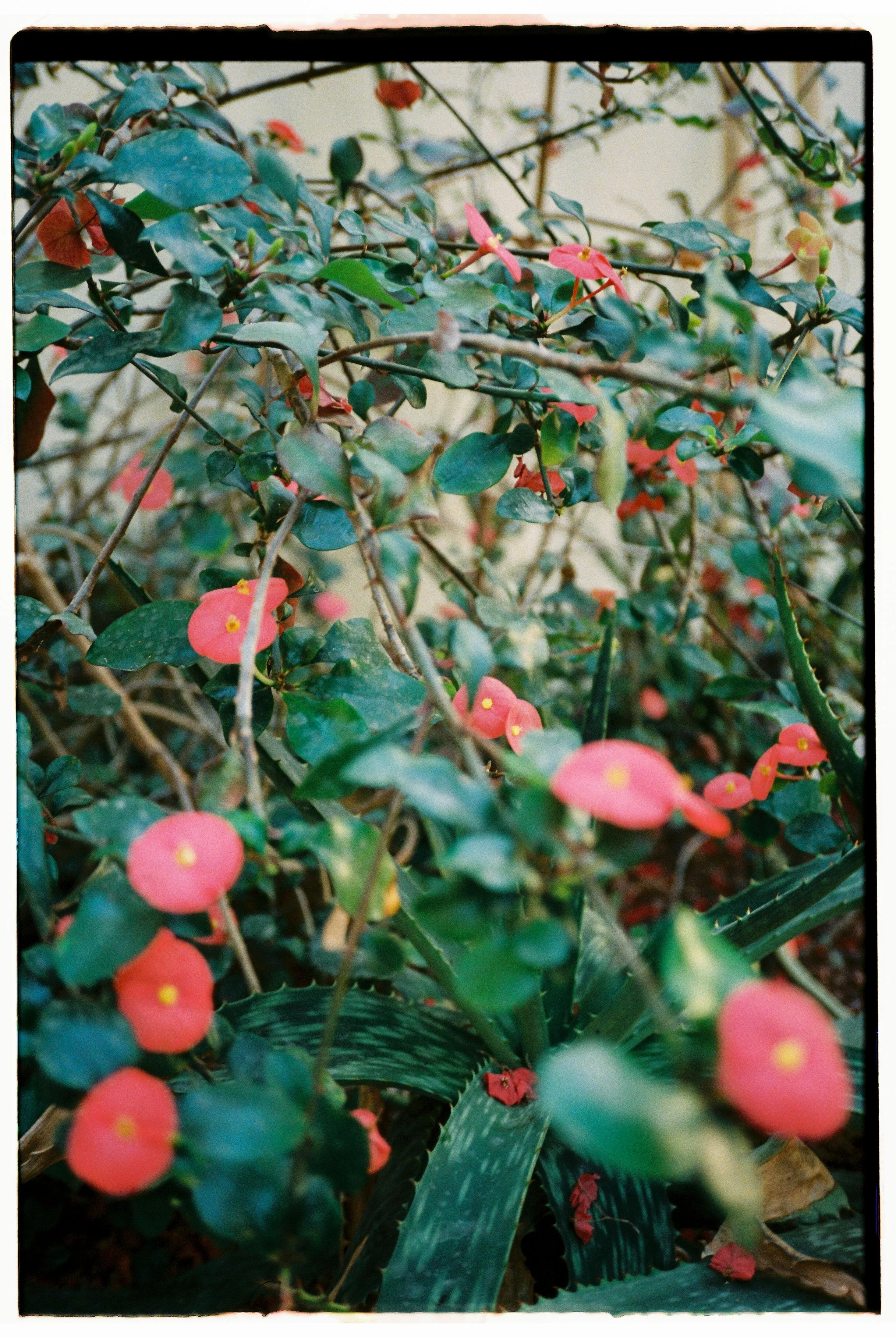 Documentary-style family photography in Ottawa captured on 35mm film