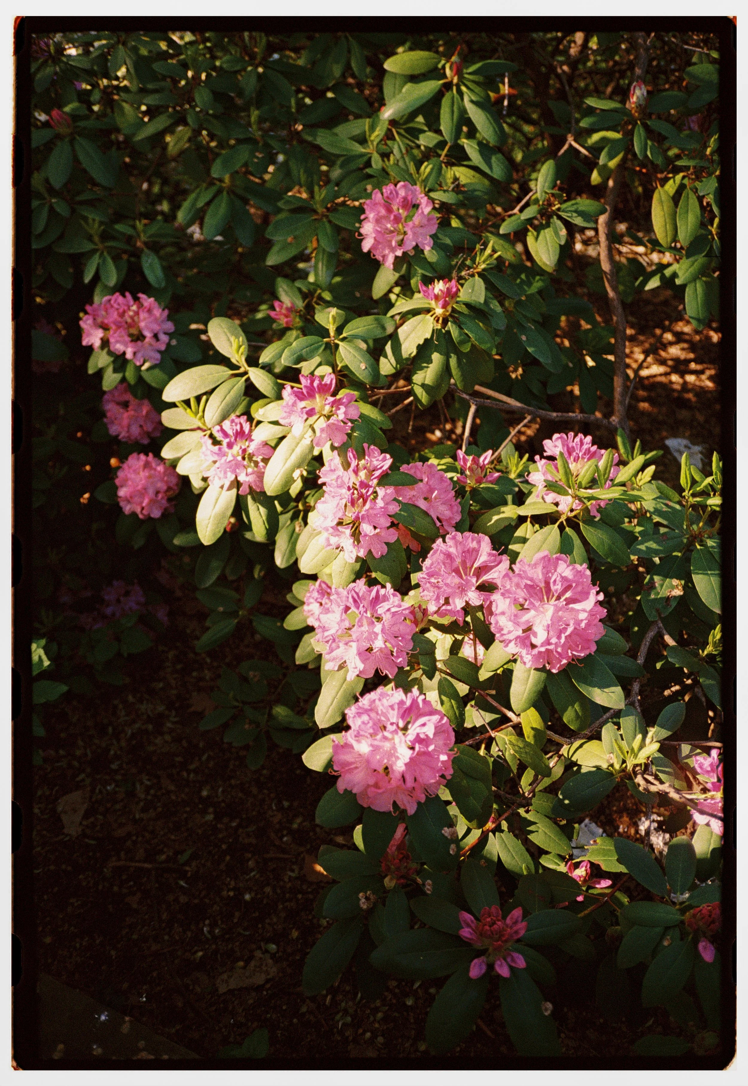 Ottawa wedding film photographer capturing an intimate analog ceremony on 35mm film