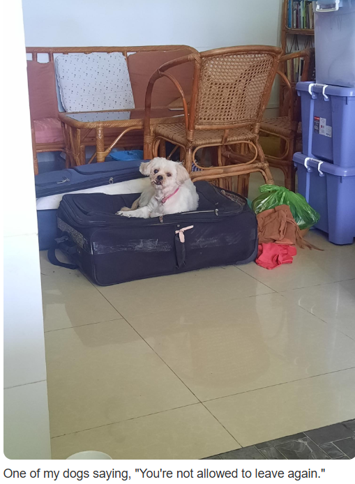 doggie.PNG