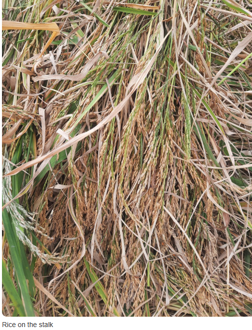 rice on stalk.PNG