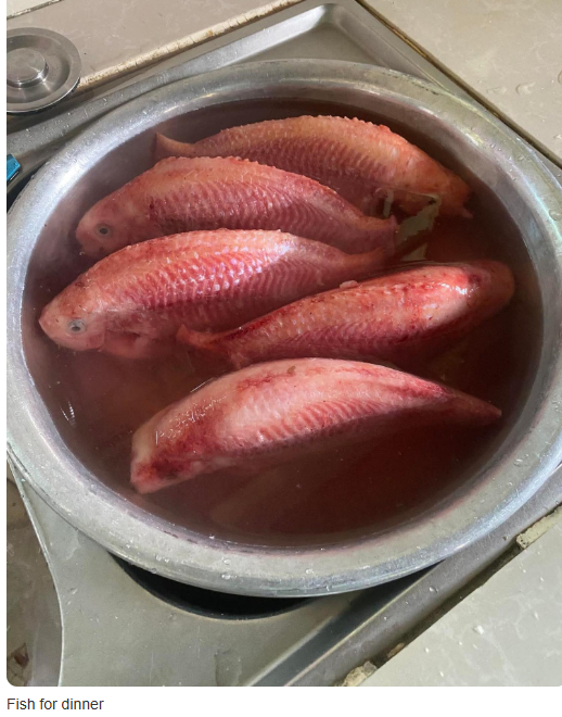 fish.PNG