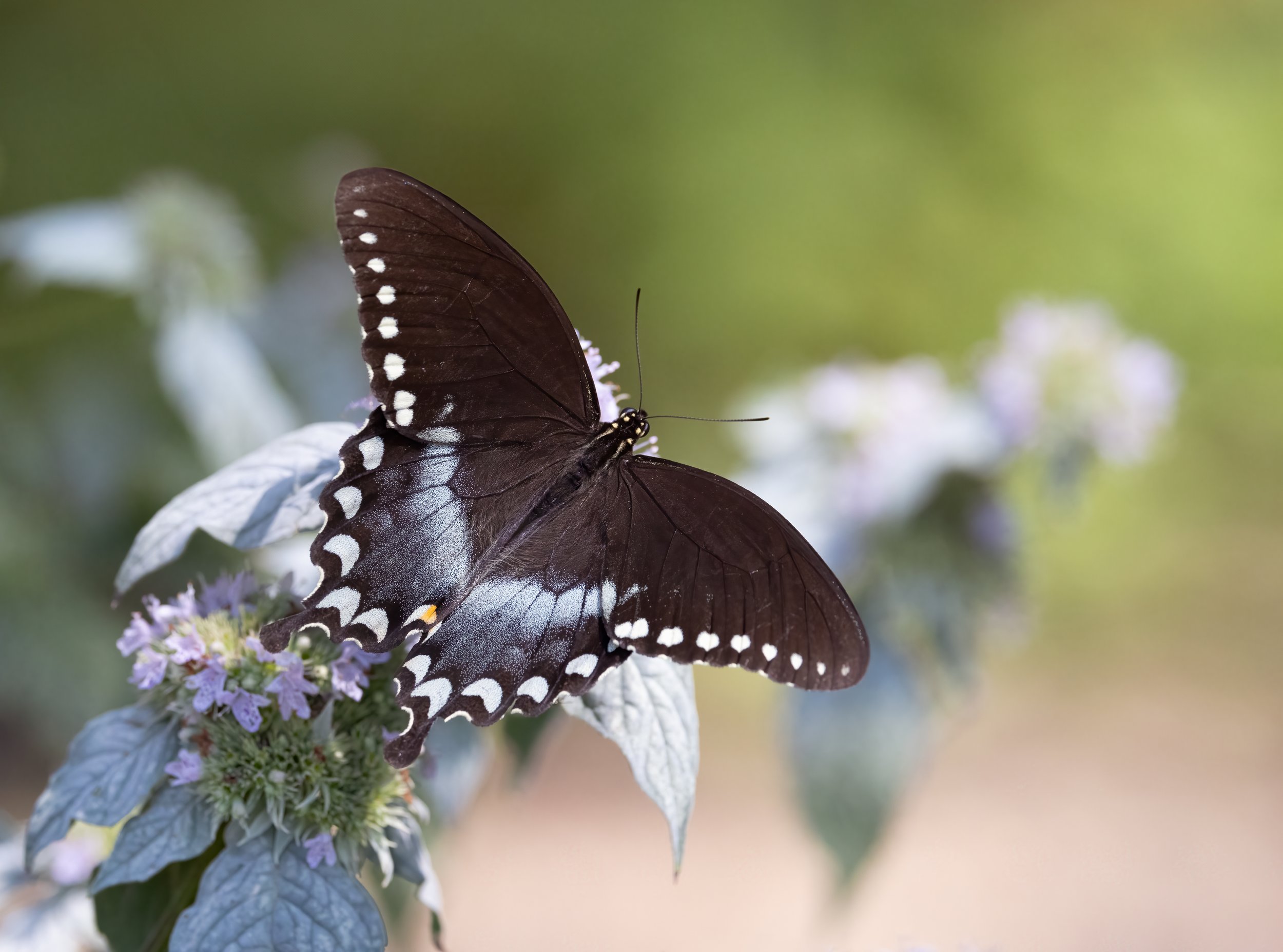 Spicebush Swallowtail on Mountain Mint