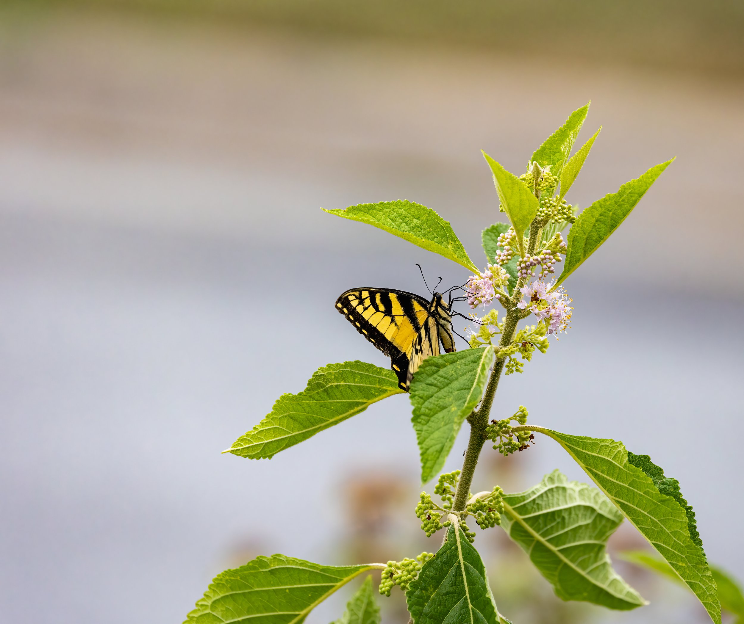 Eastern Tiger Swallowtail on American Beautyberry