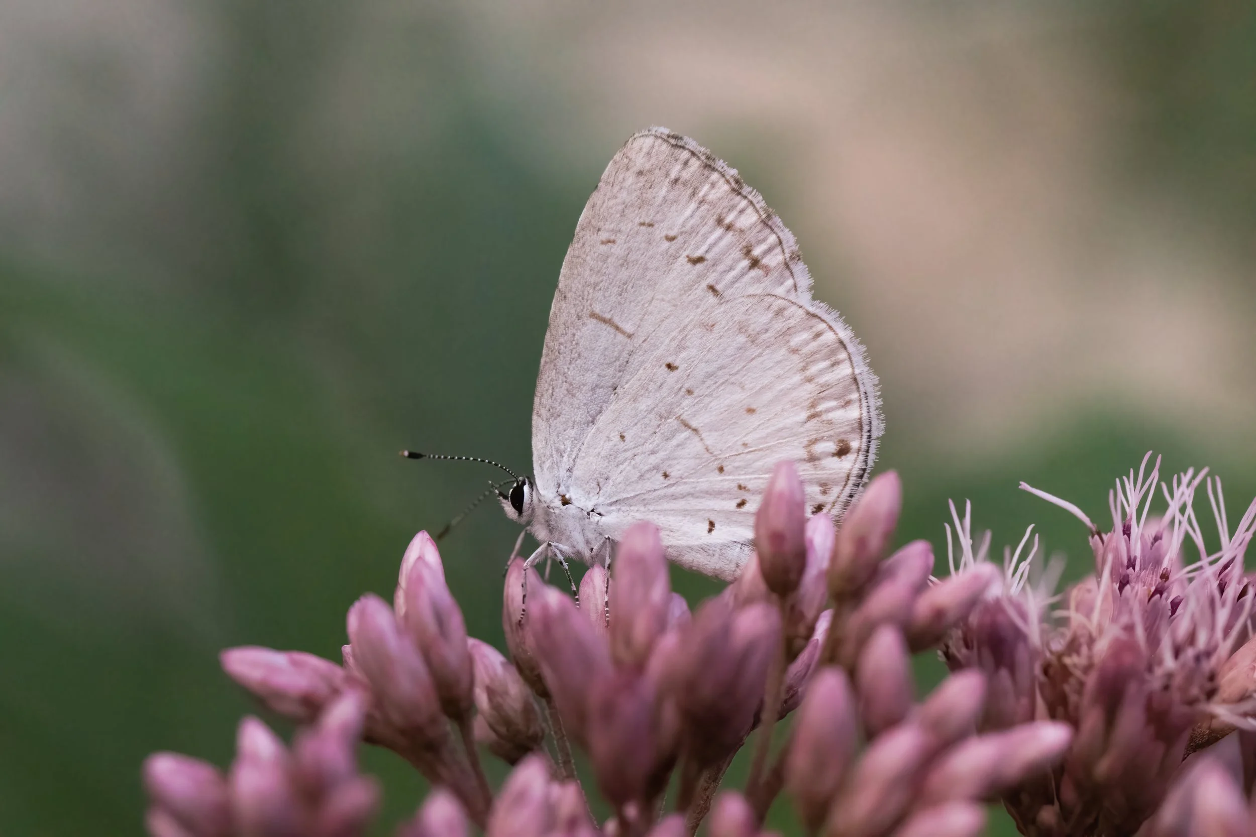 Summer Azure on Joe Pye Weed