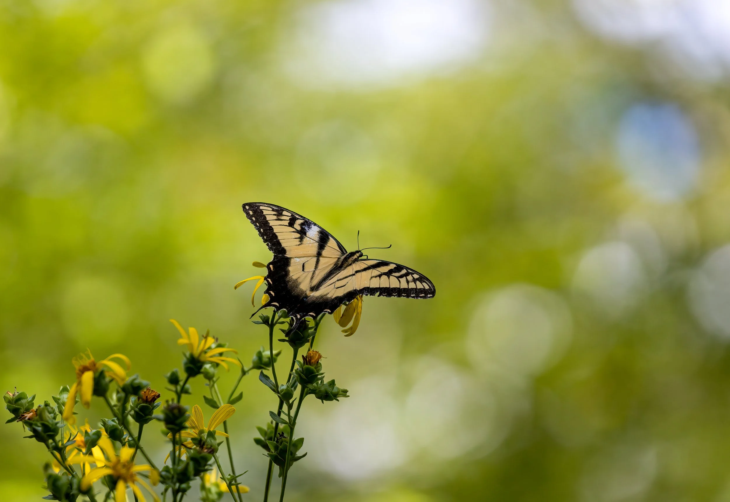 Eastern Tiger Swallowtail