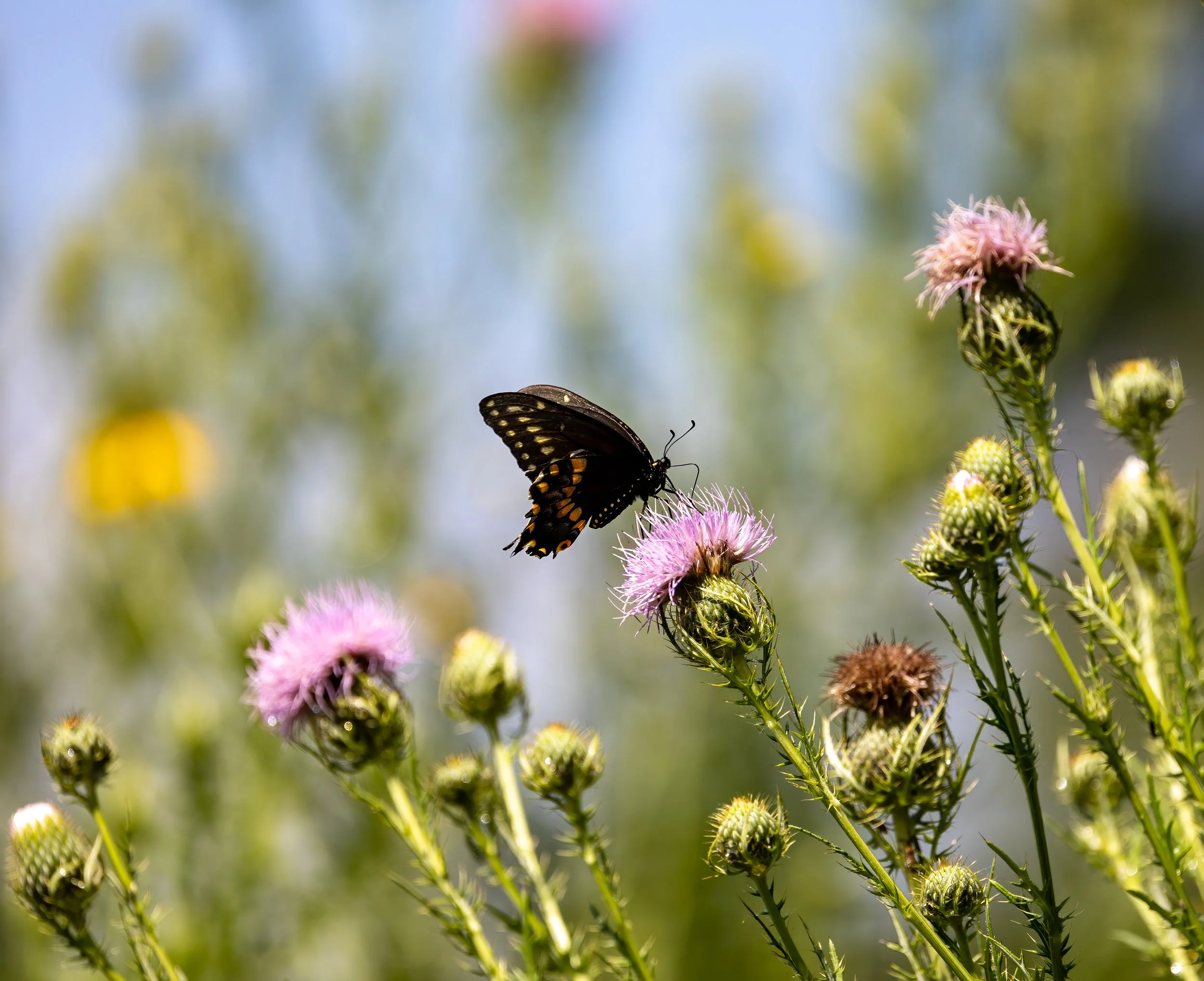 Black Swallowtail on Field Thistle