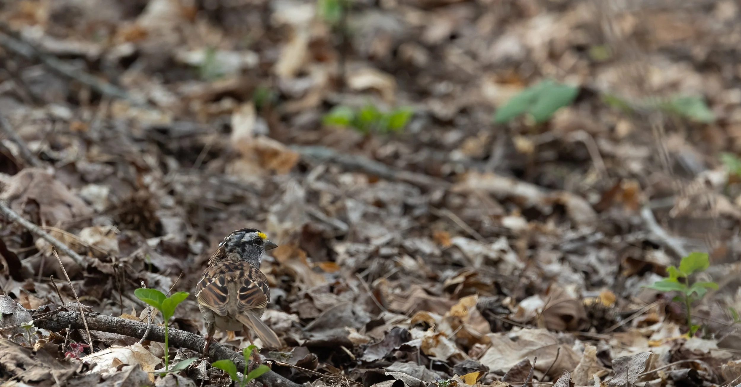 20240402-B70A7212-Edit.jpg