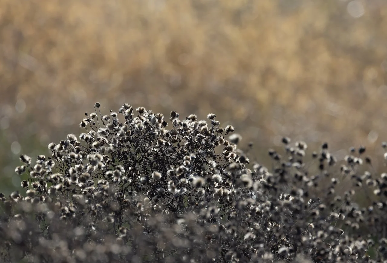 20251023-4J7A8318-Edit.jpeg