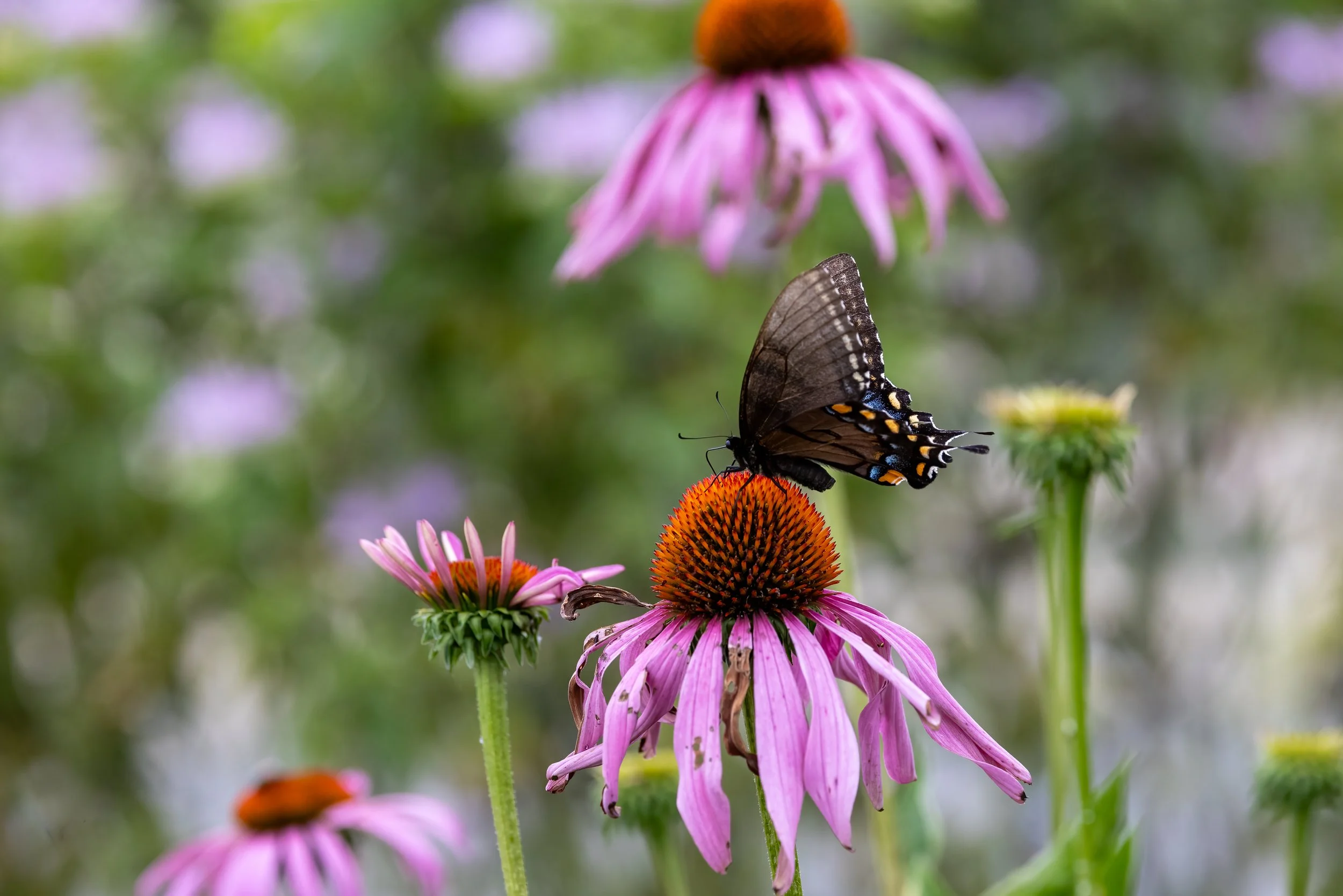 Eastern Tiger Swallowtail on Purple Coneflower