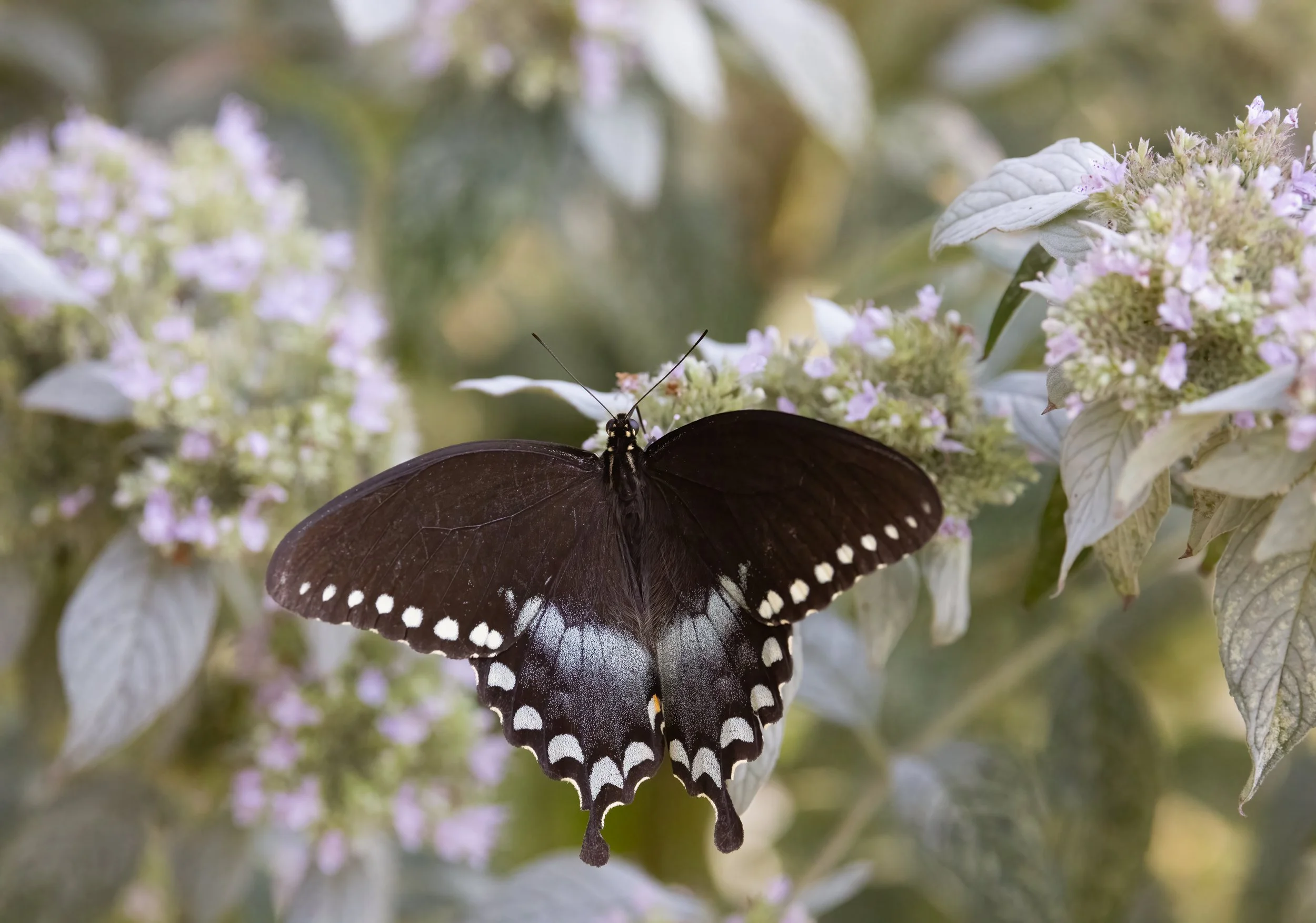 Spicebush Swallowtail on Mountain Mint