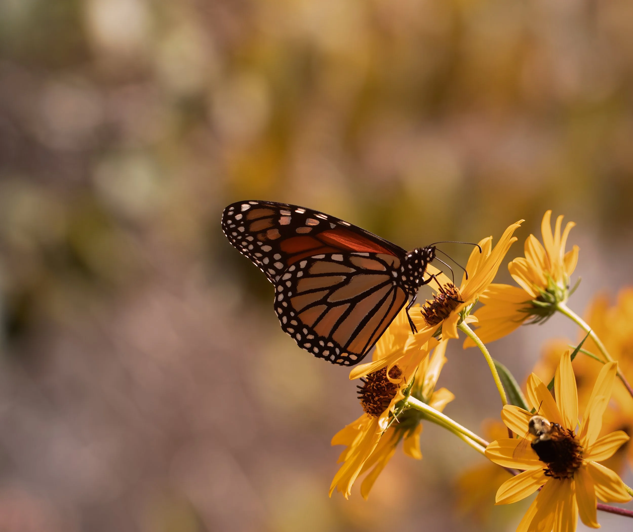 Monarch on Swamp Sunflowers