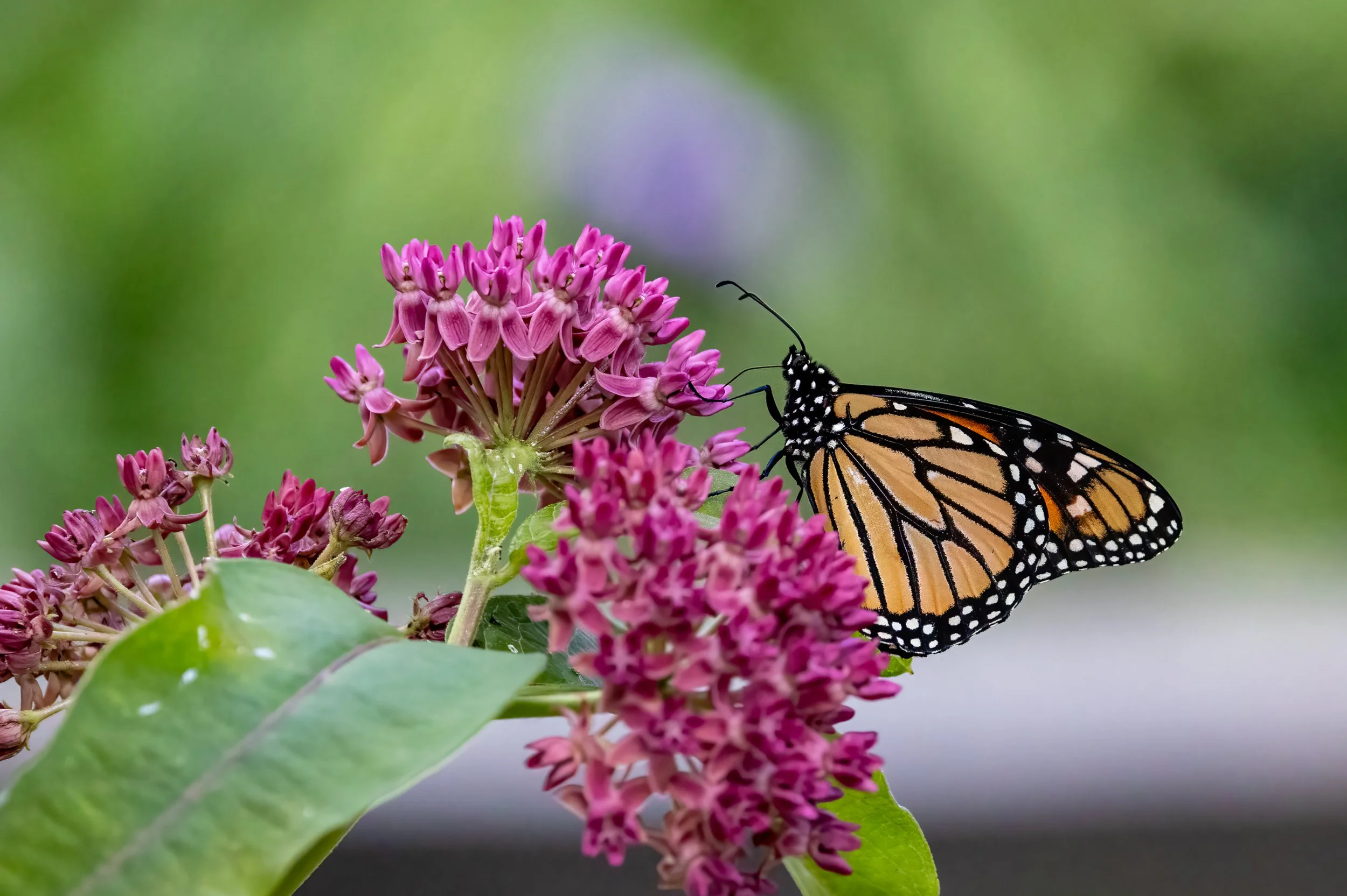 Monarch on Purple Milkweed