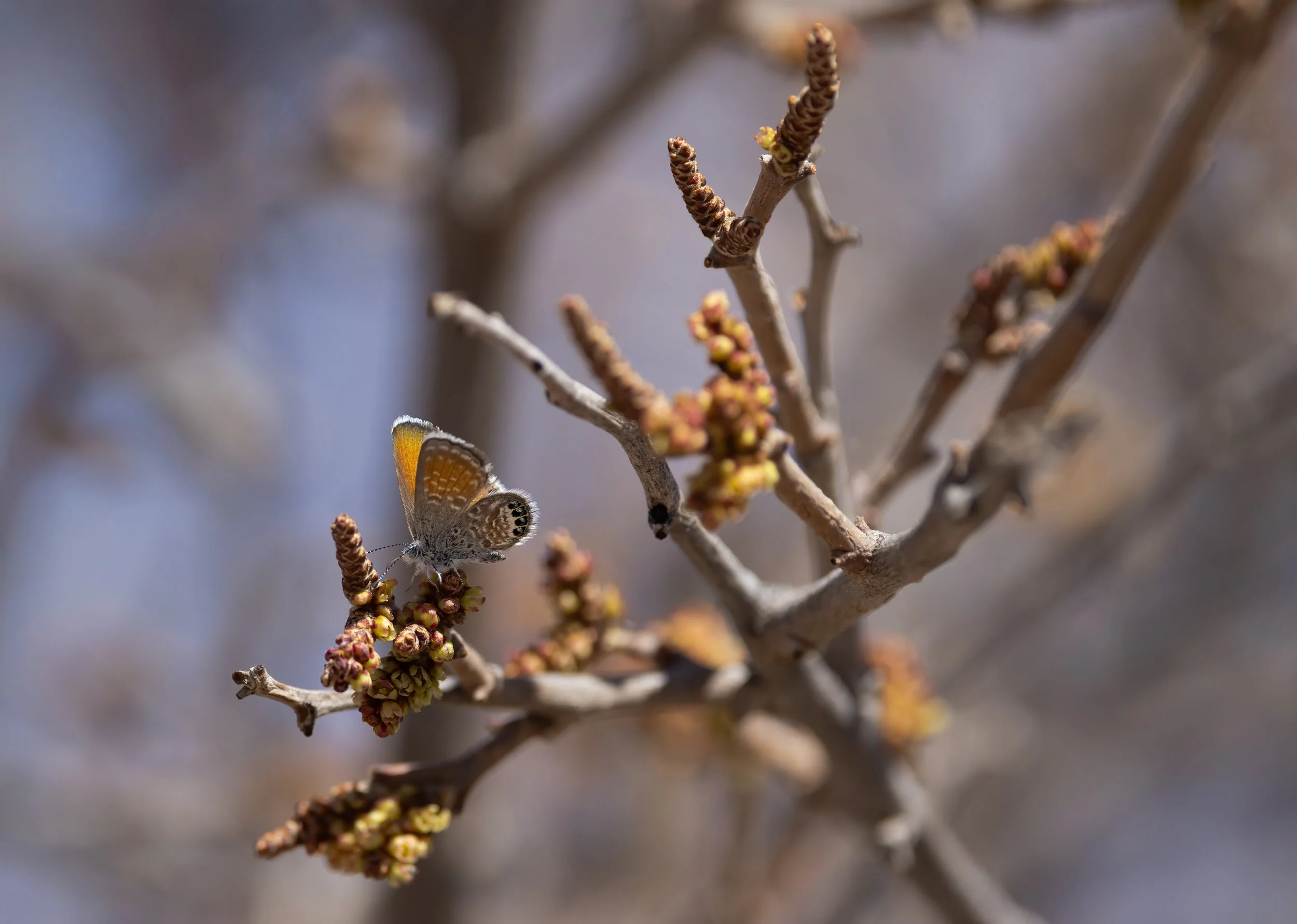 Western Pygmy-Blue Butterfly