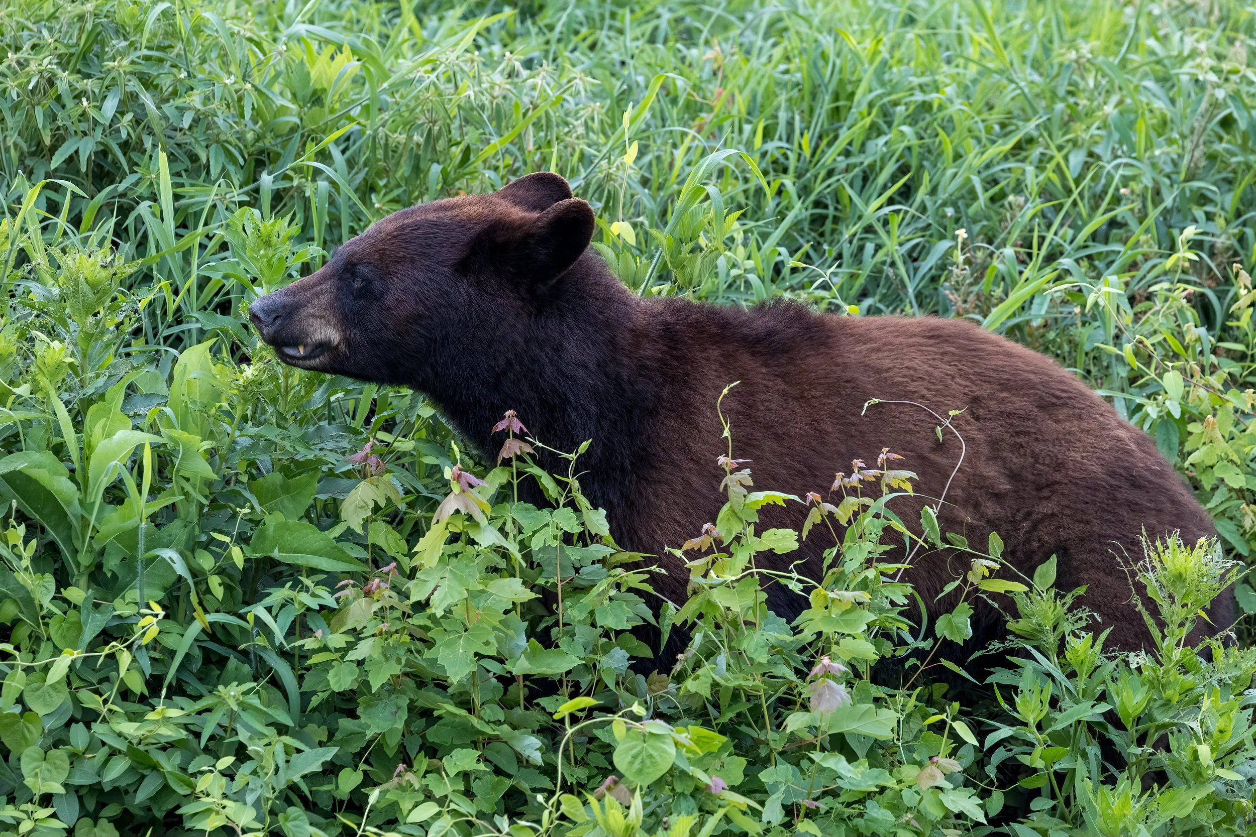20220616-B70A0251-Edit.jpg