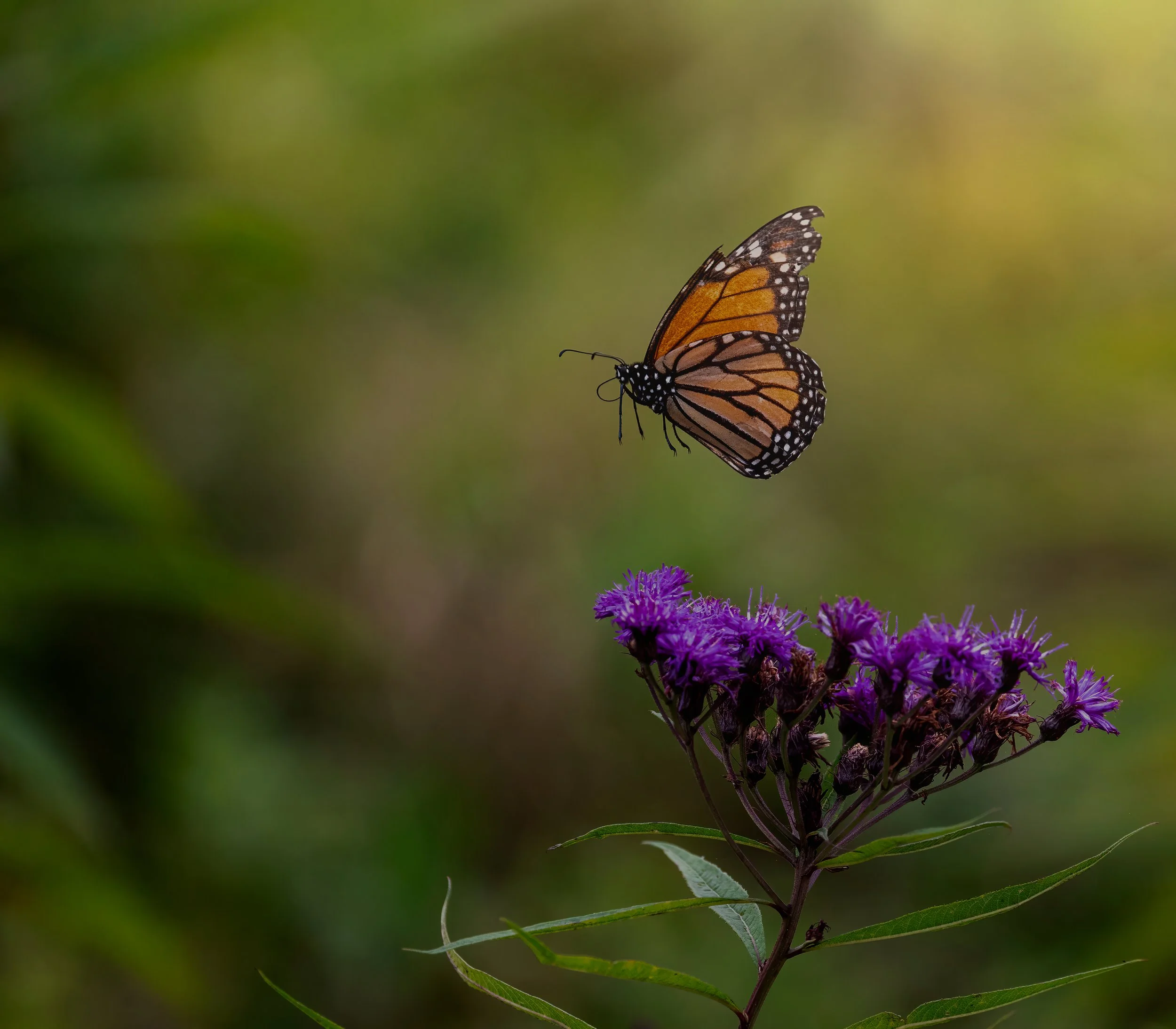 Monarch with Ironweed in GSMNP